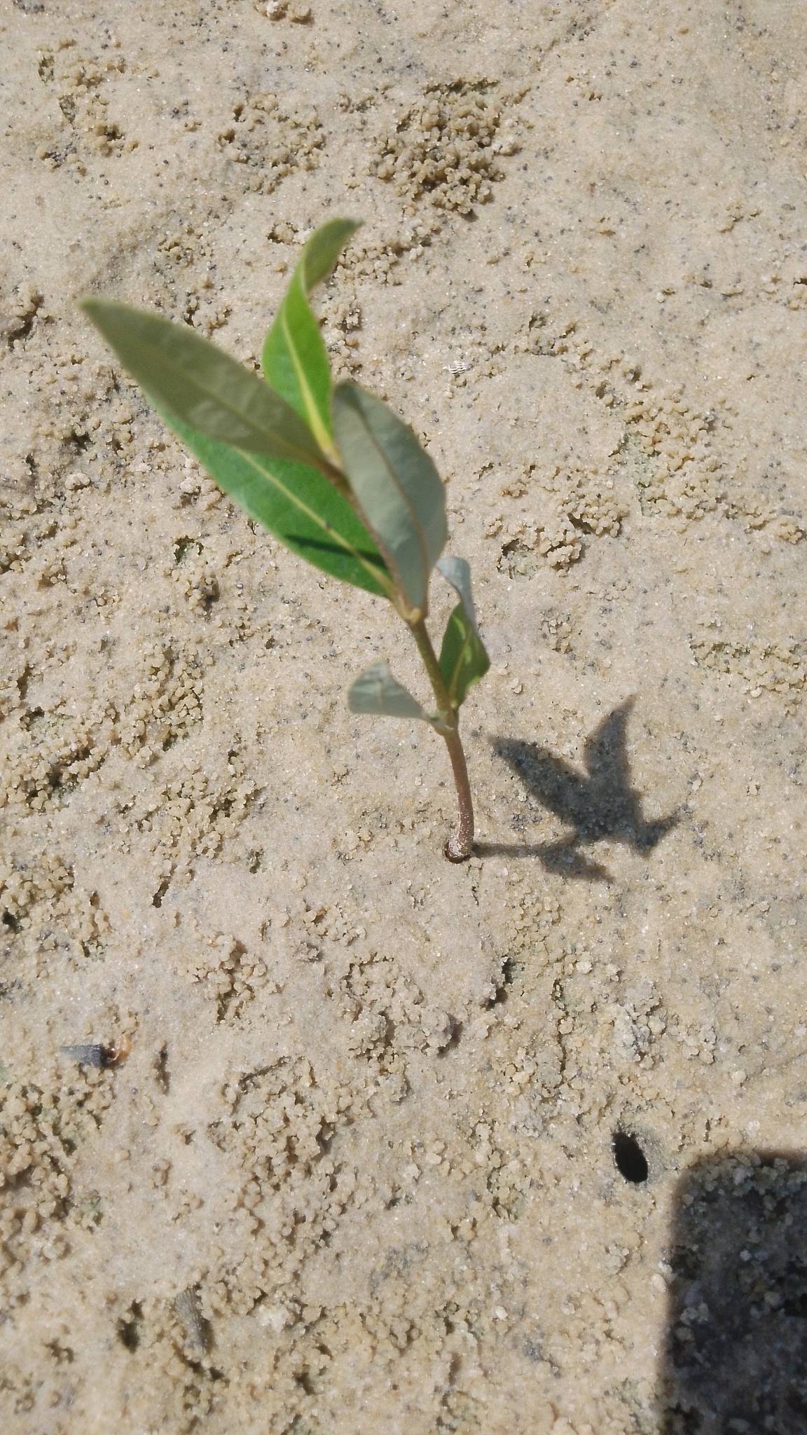 tree