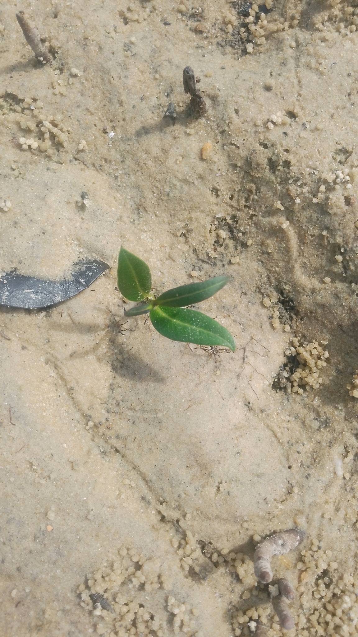 tree