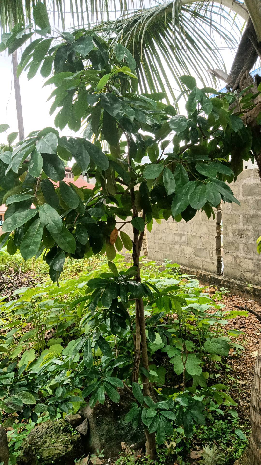 tree