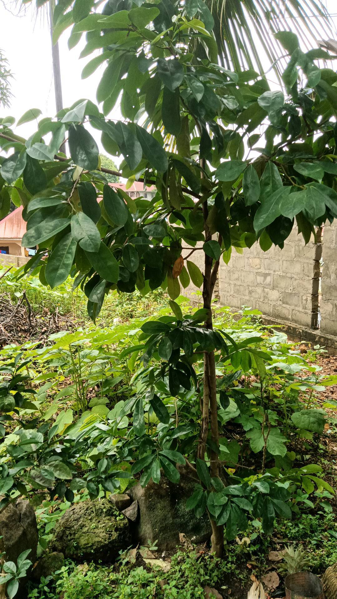 tree