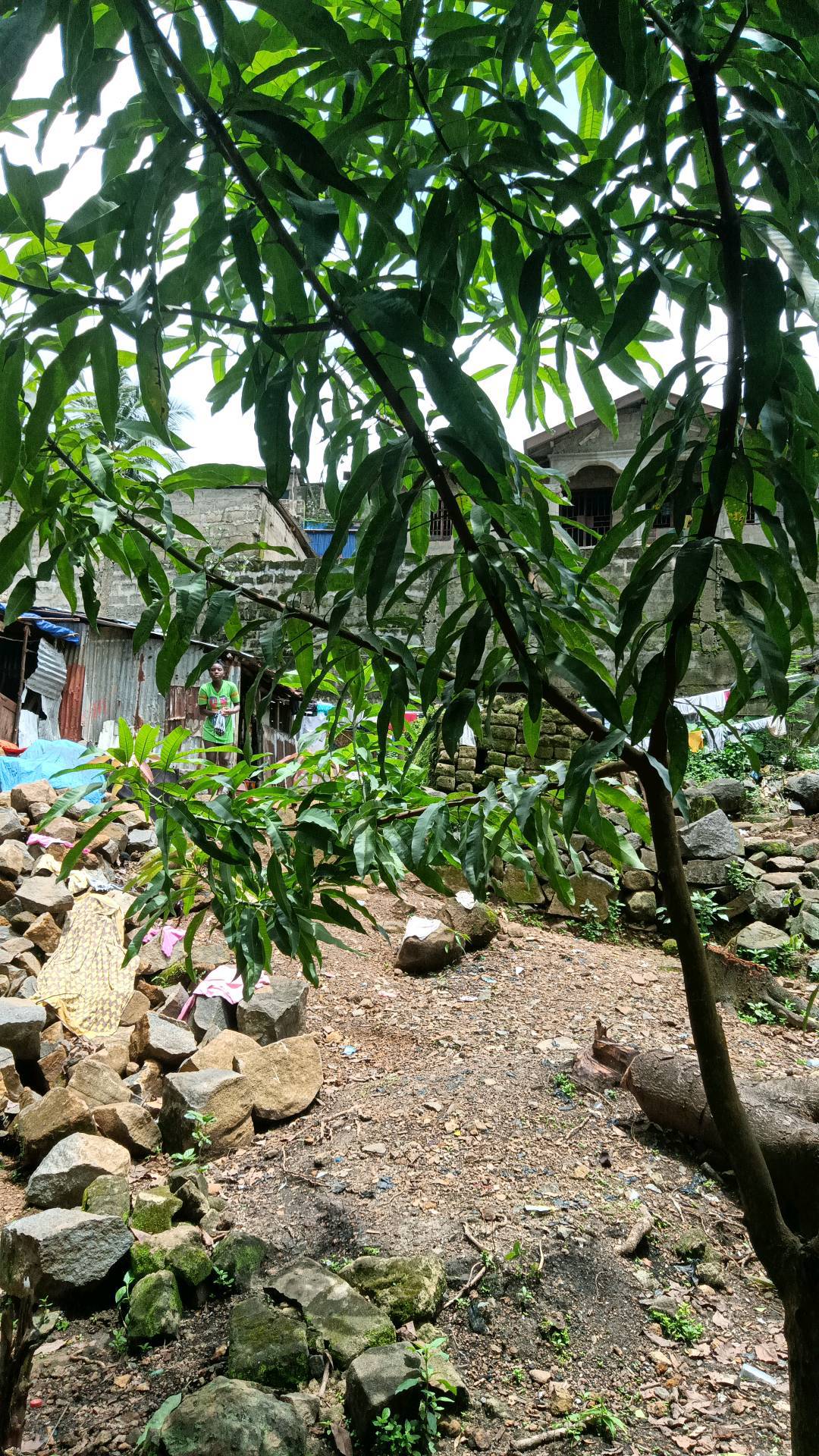 tree