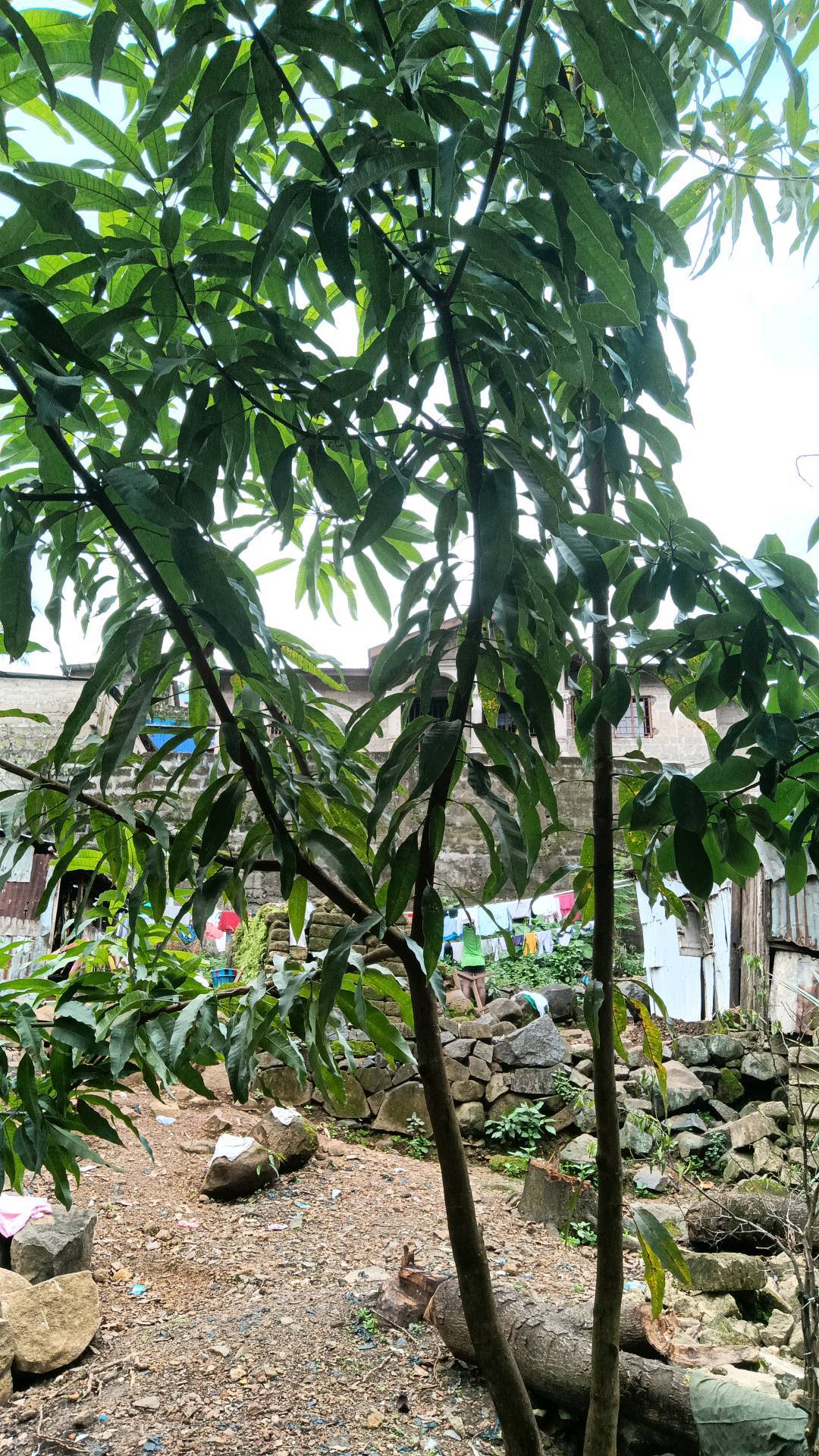 tree