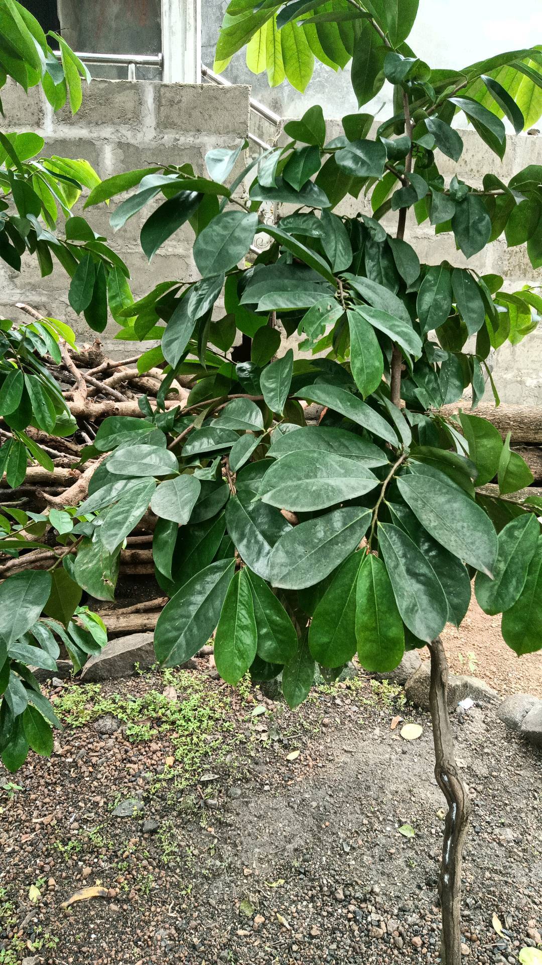tree