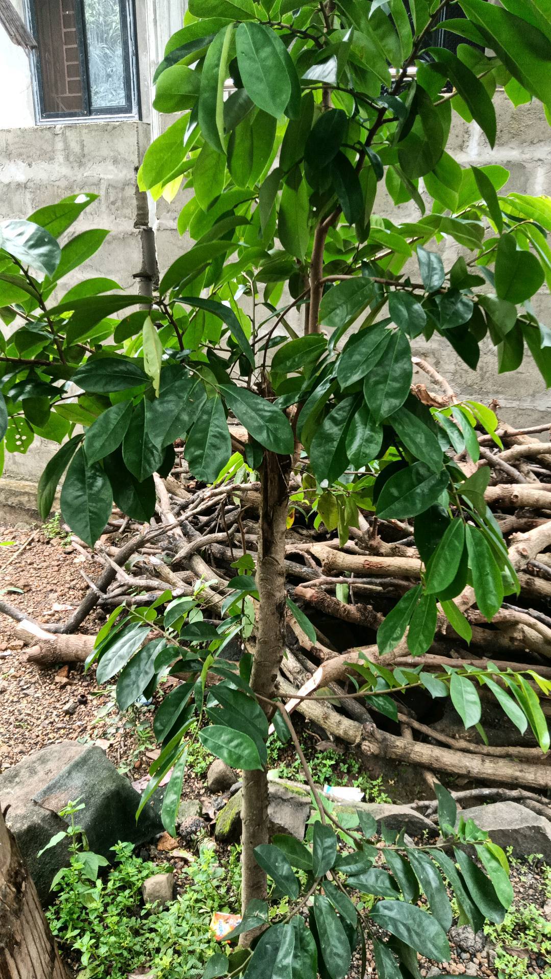 tree