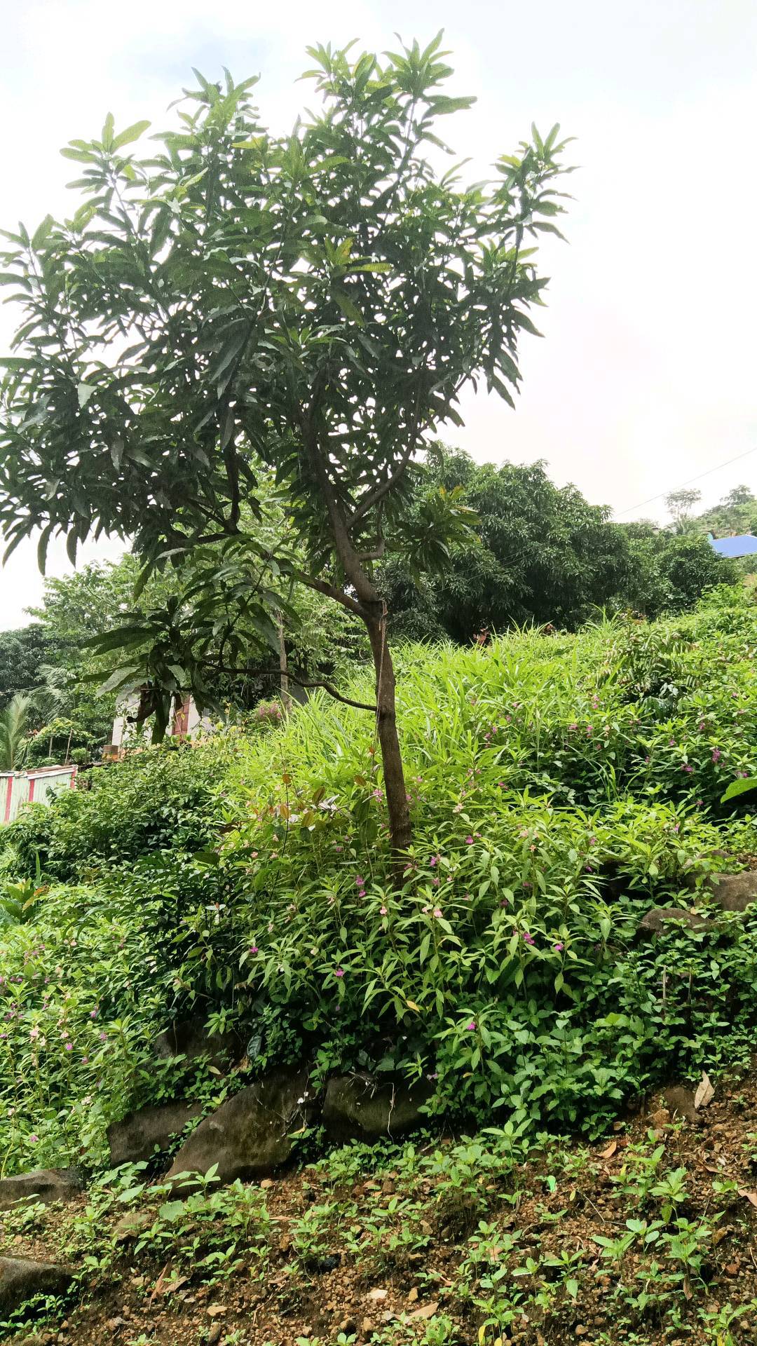 tree