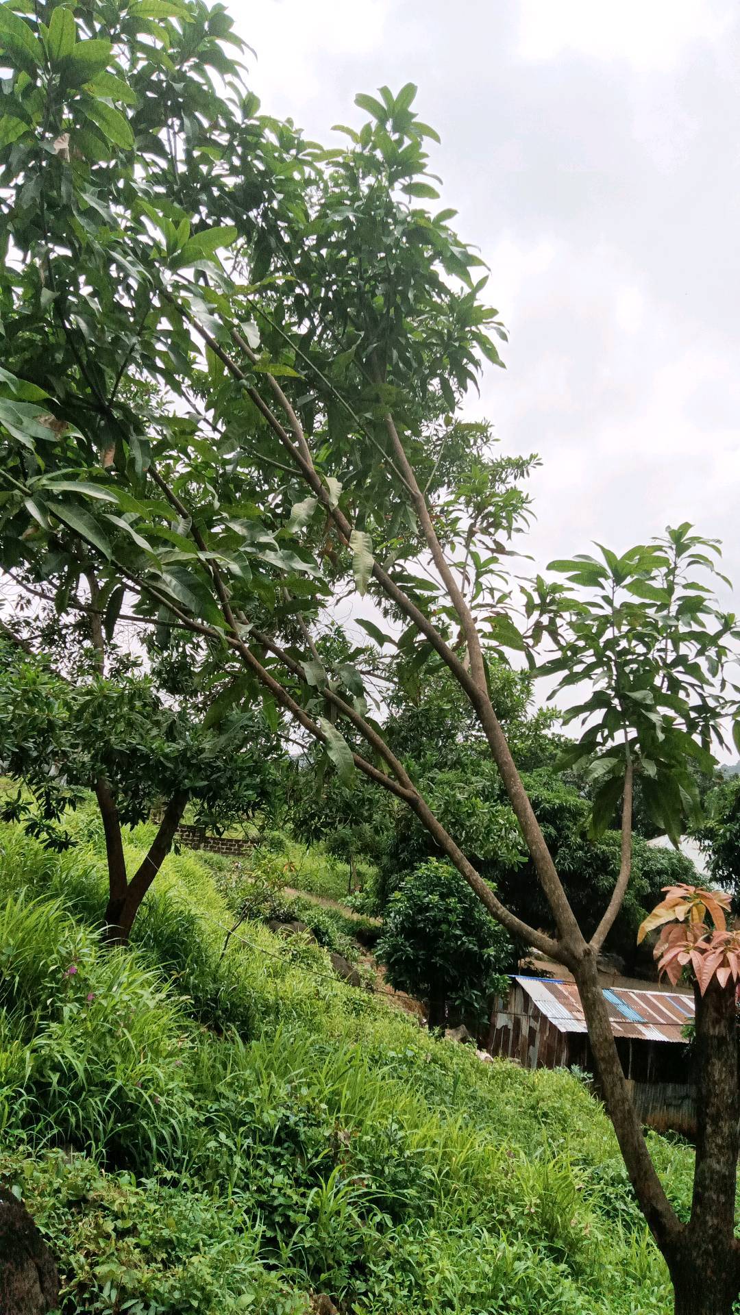 tree