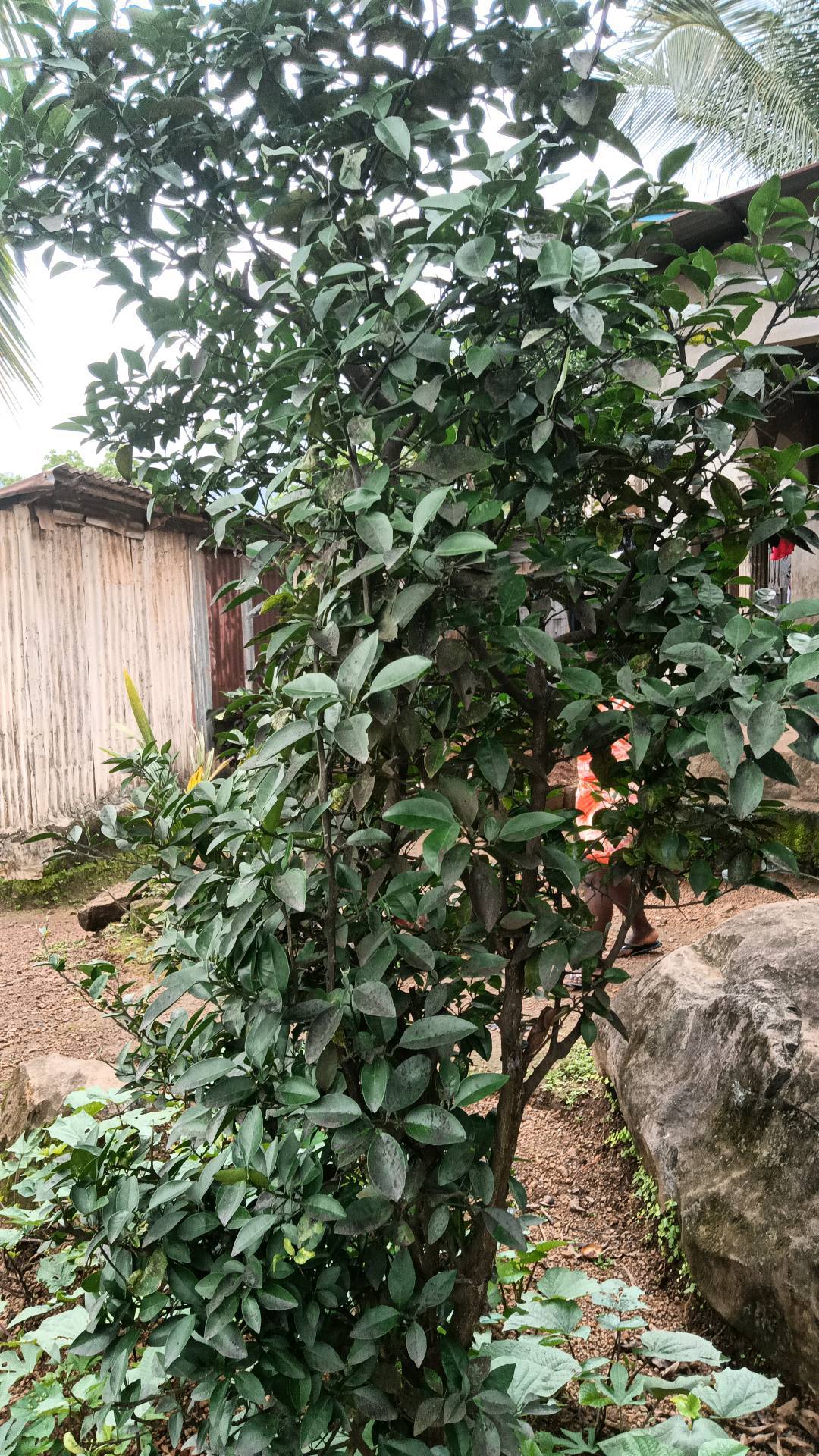 tree