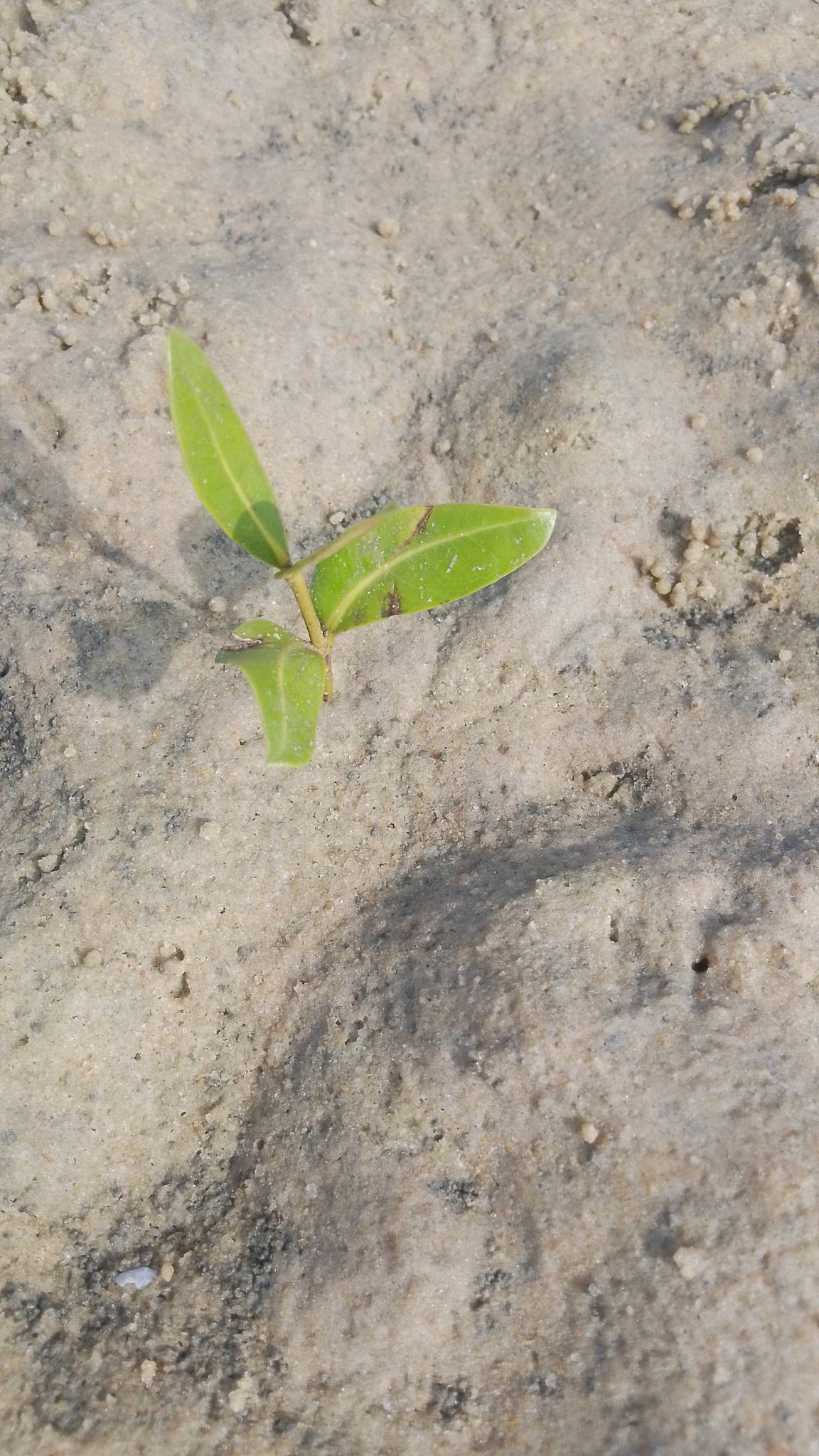 tree