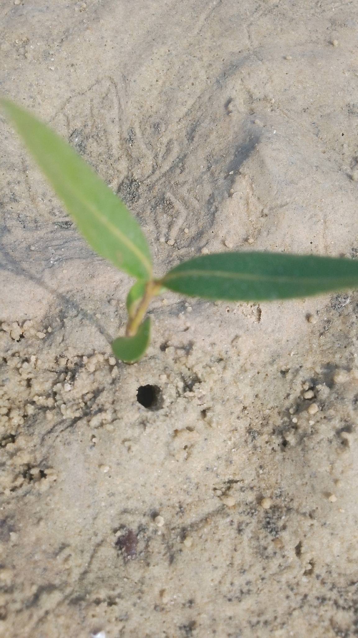 tree