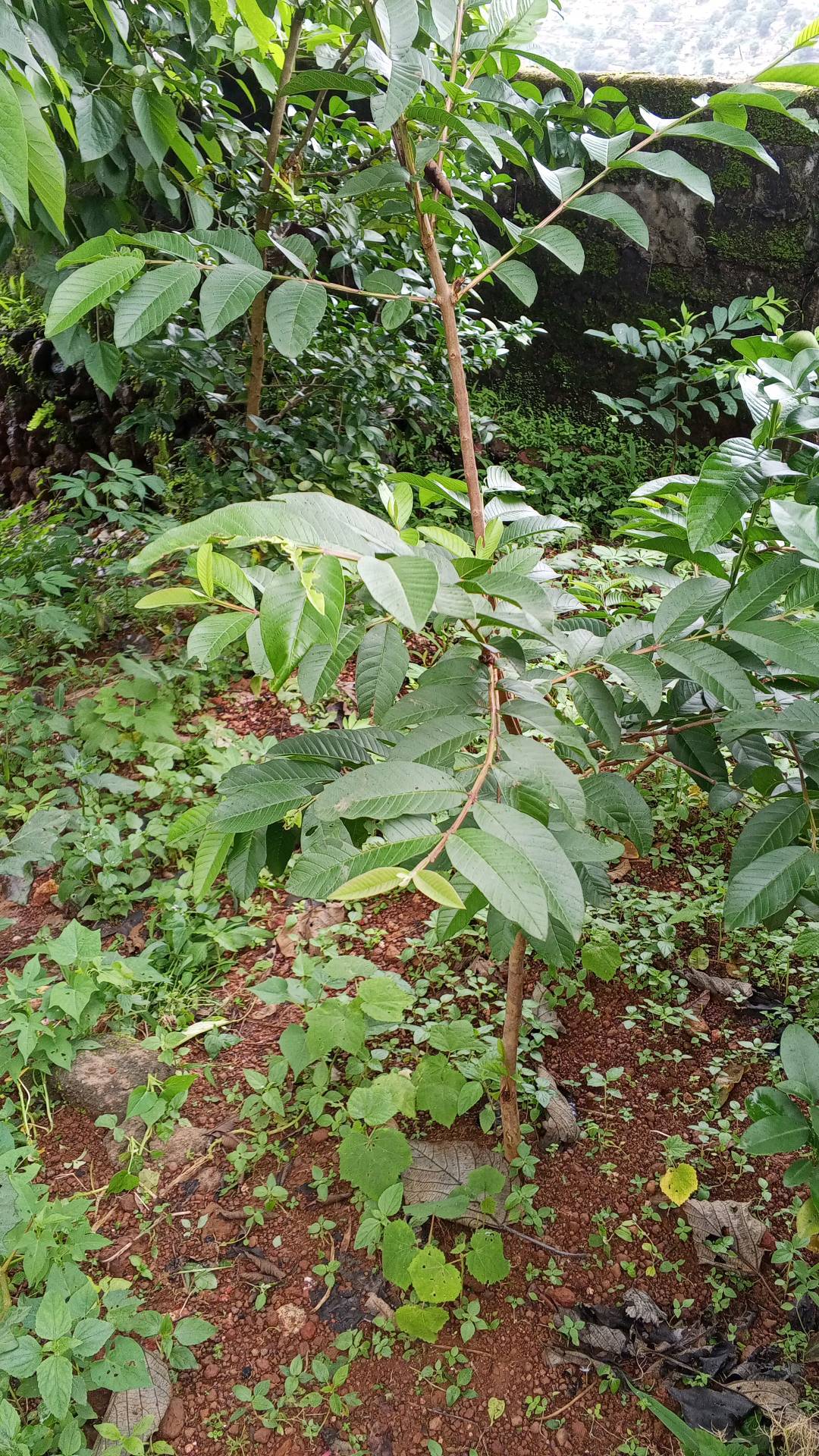 tree
