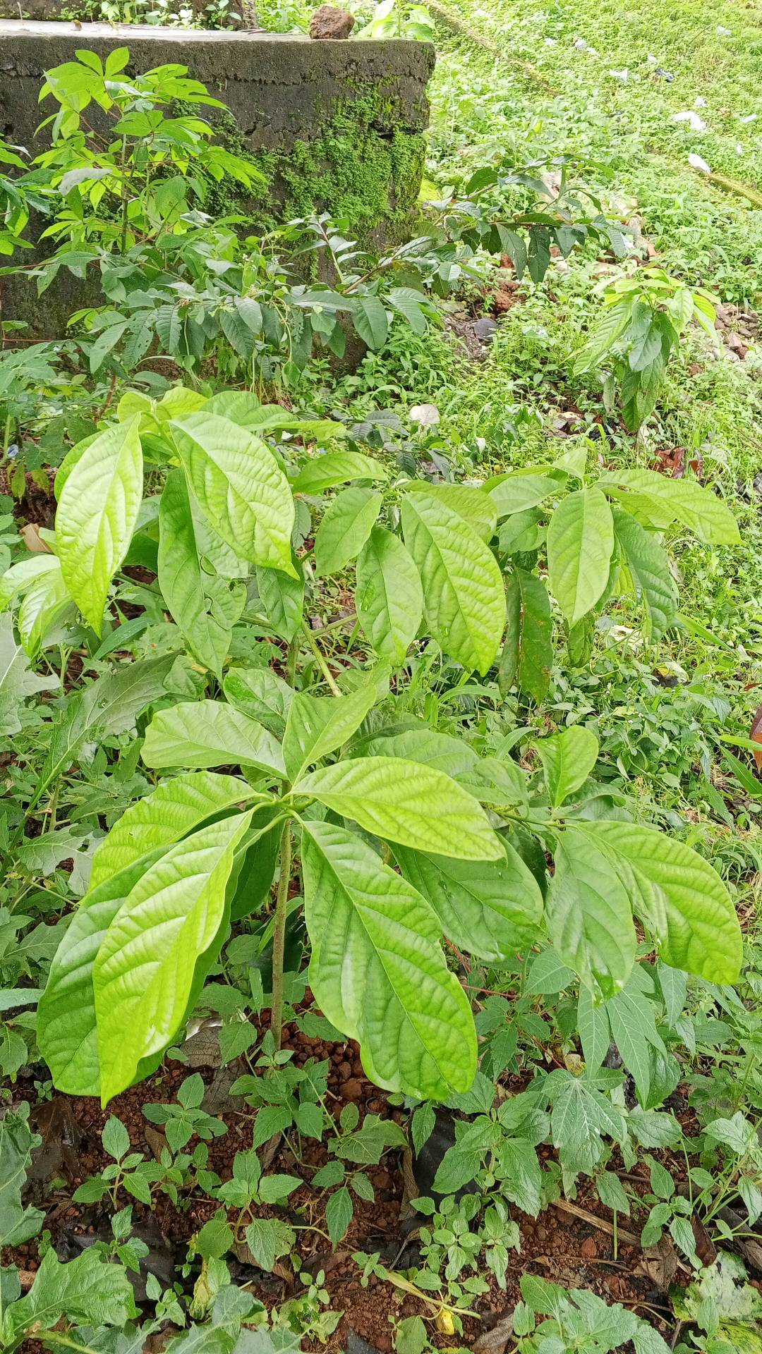 tree