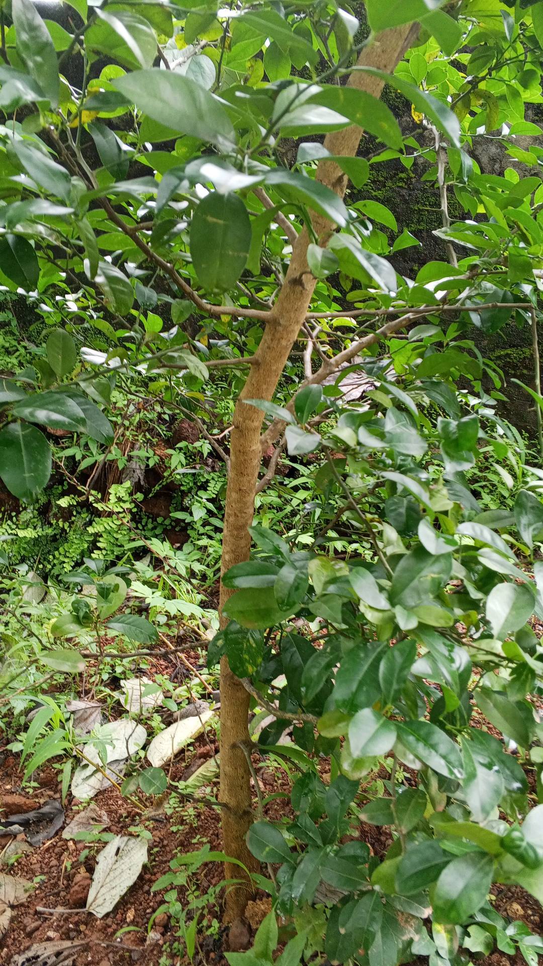 tree