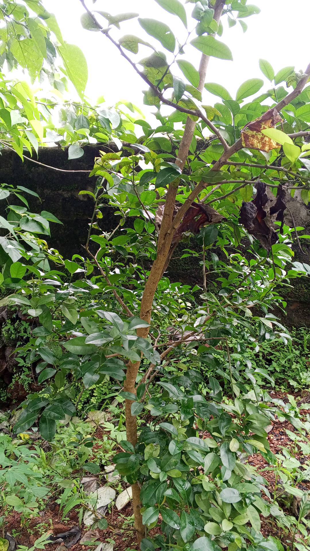 tree