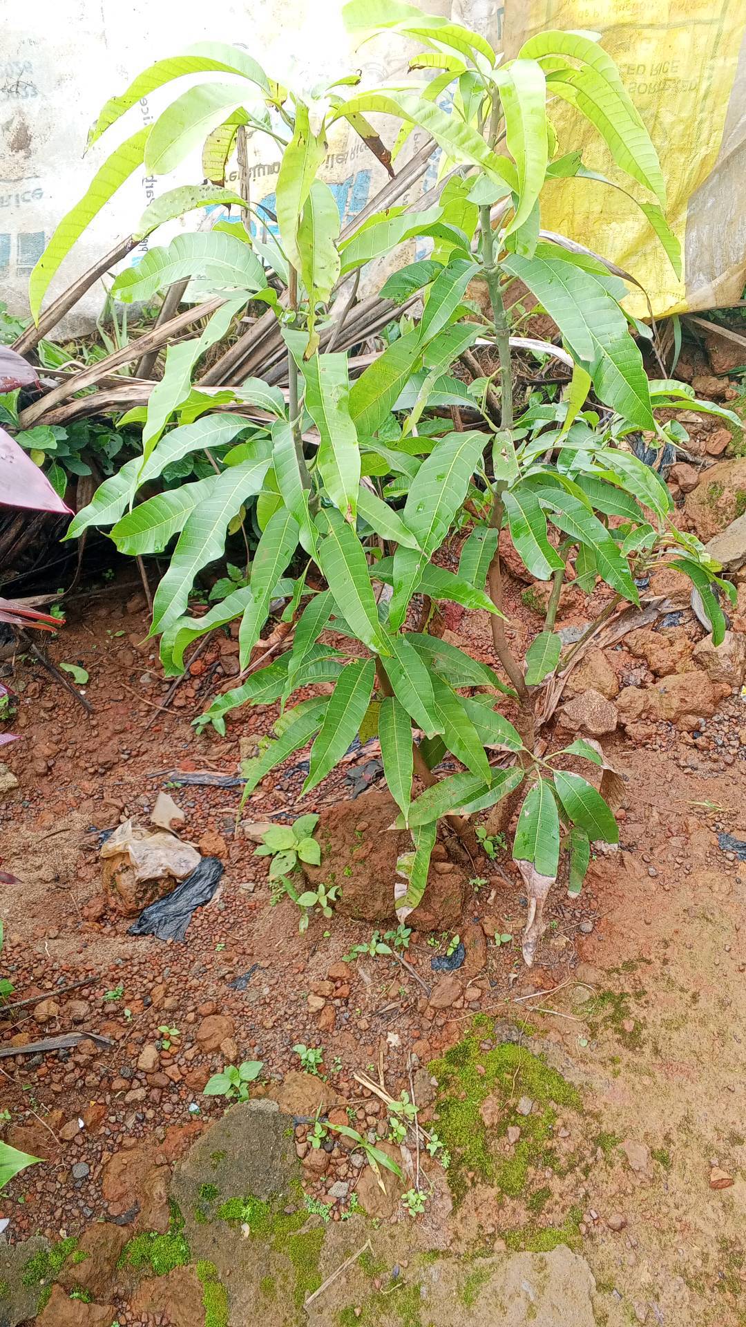 tree