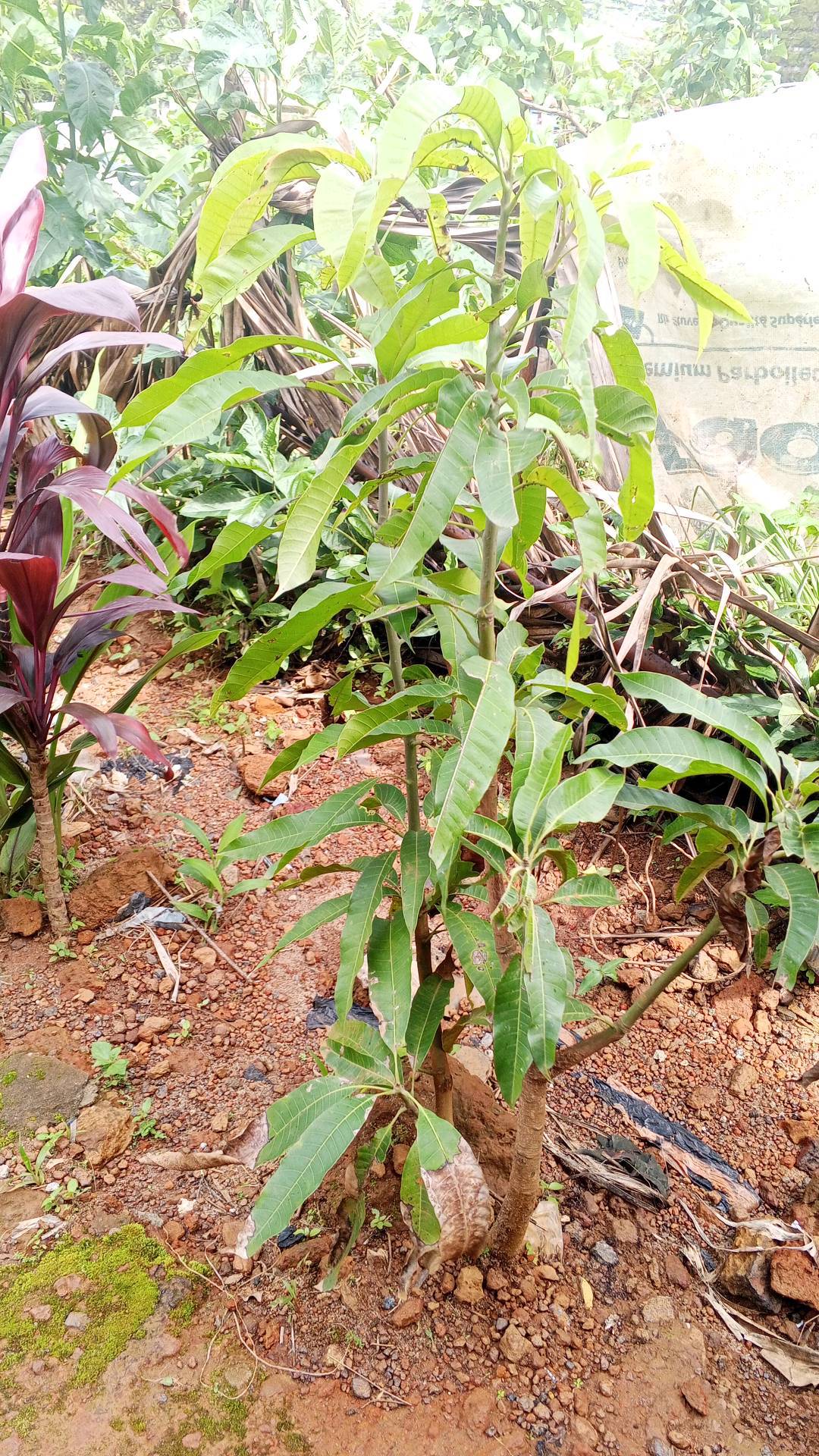 tree