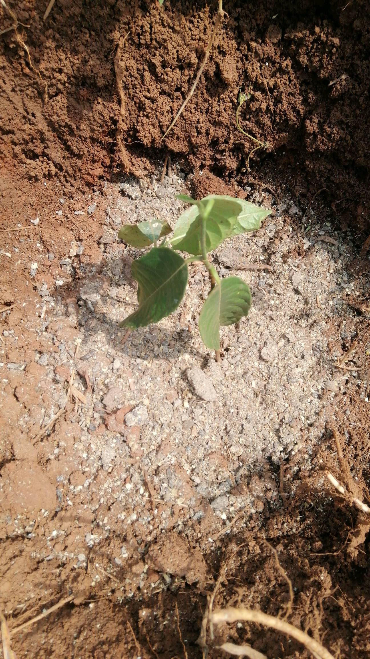 tree