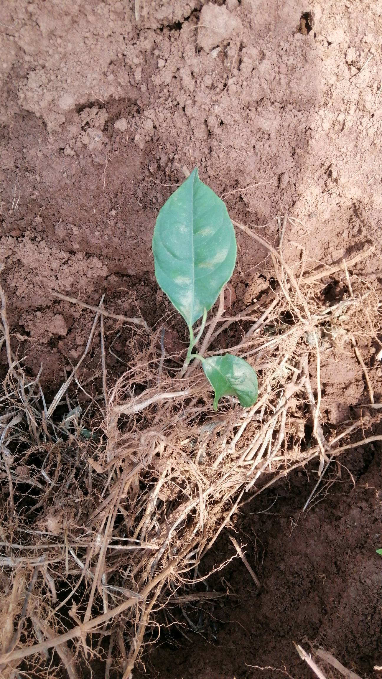 tree