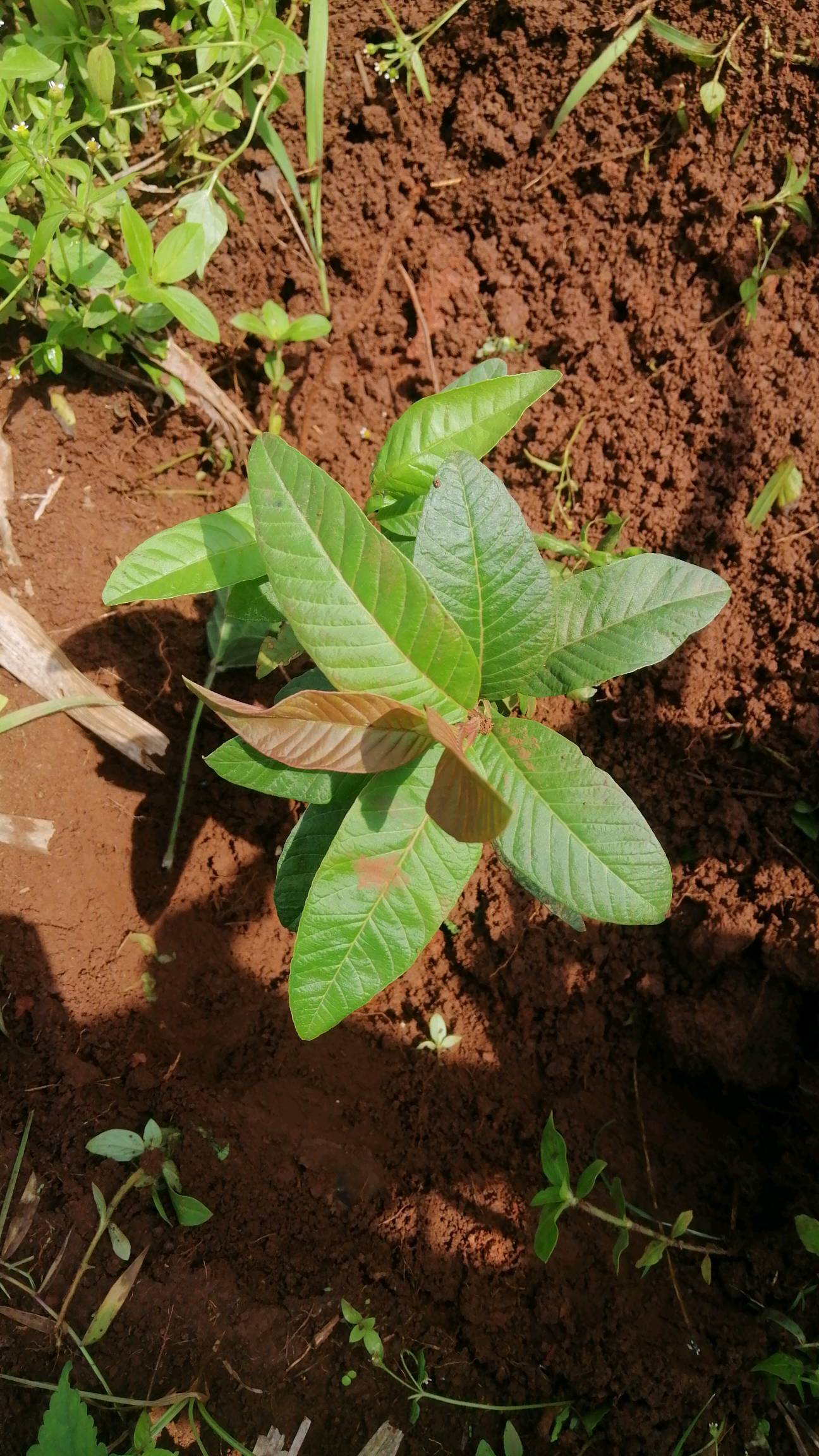 tree