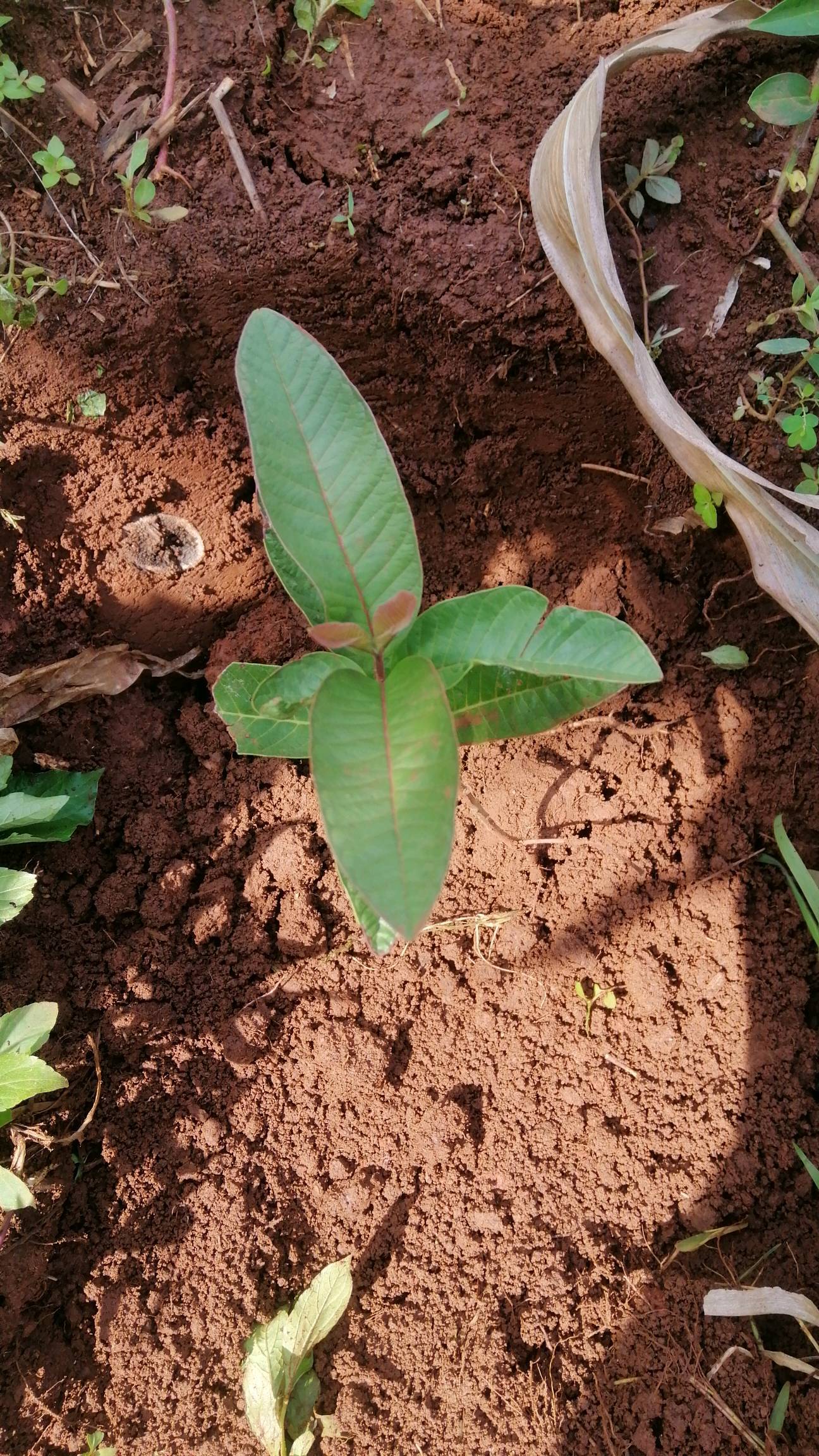 tree