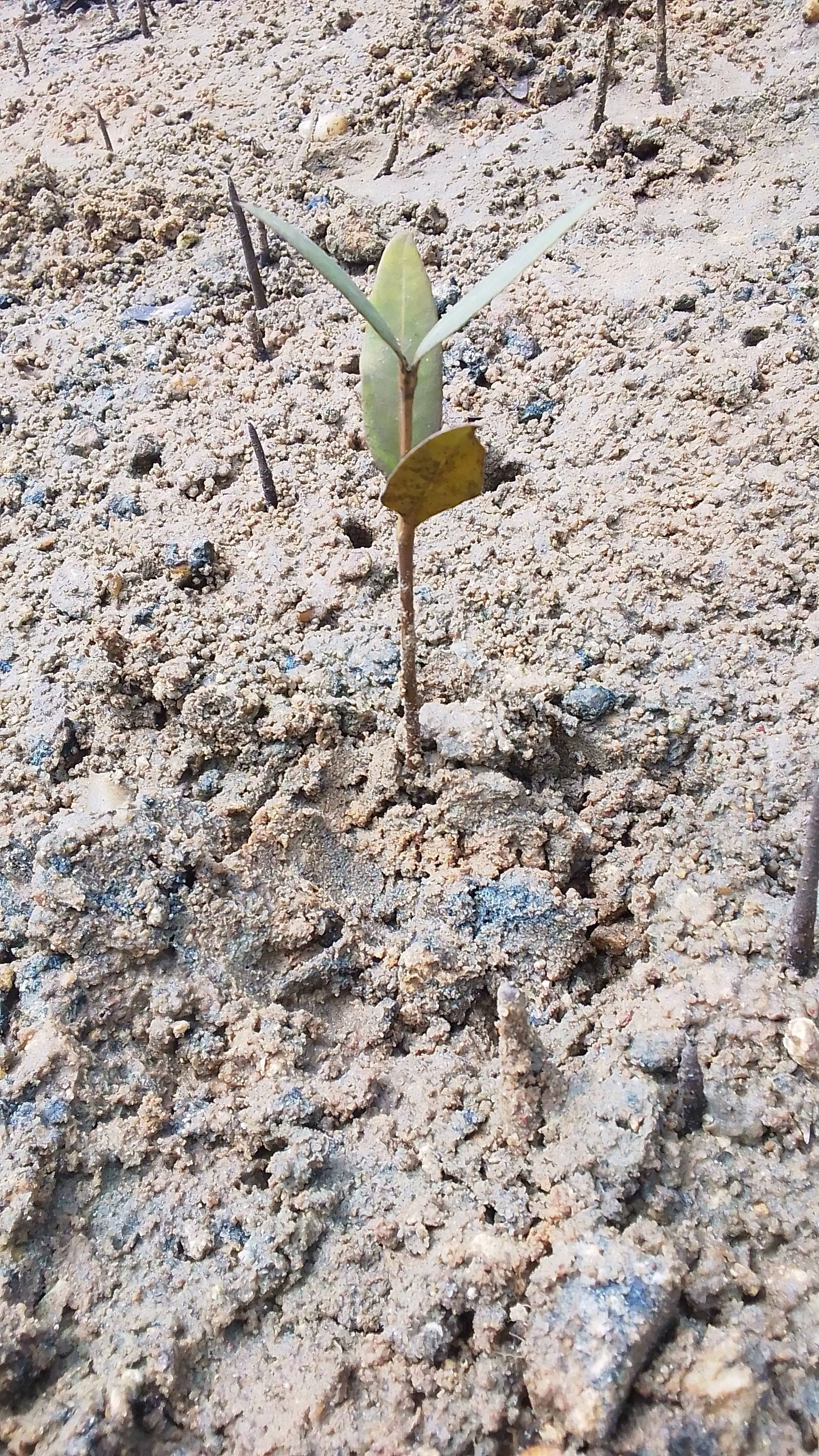 tree