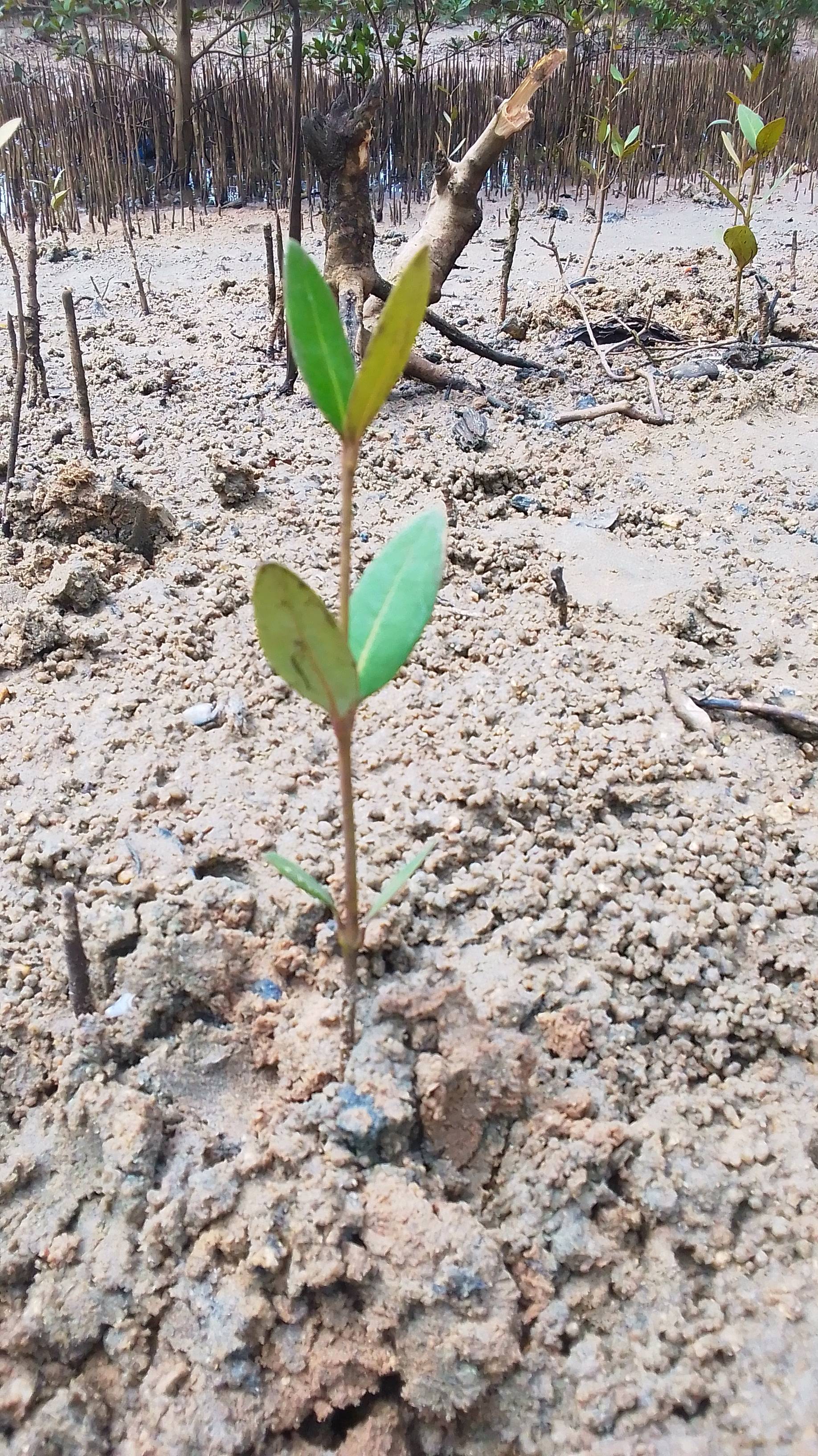 tree