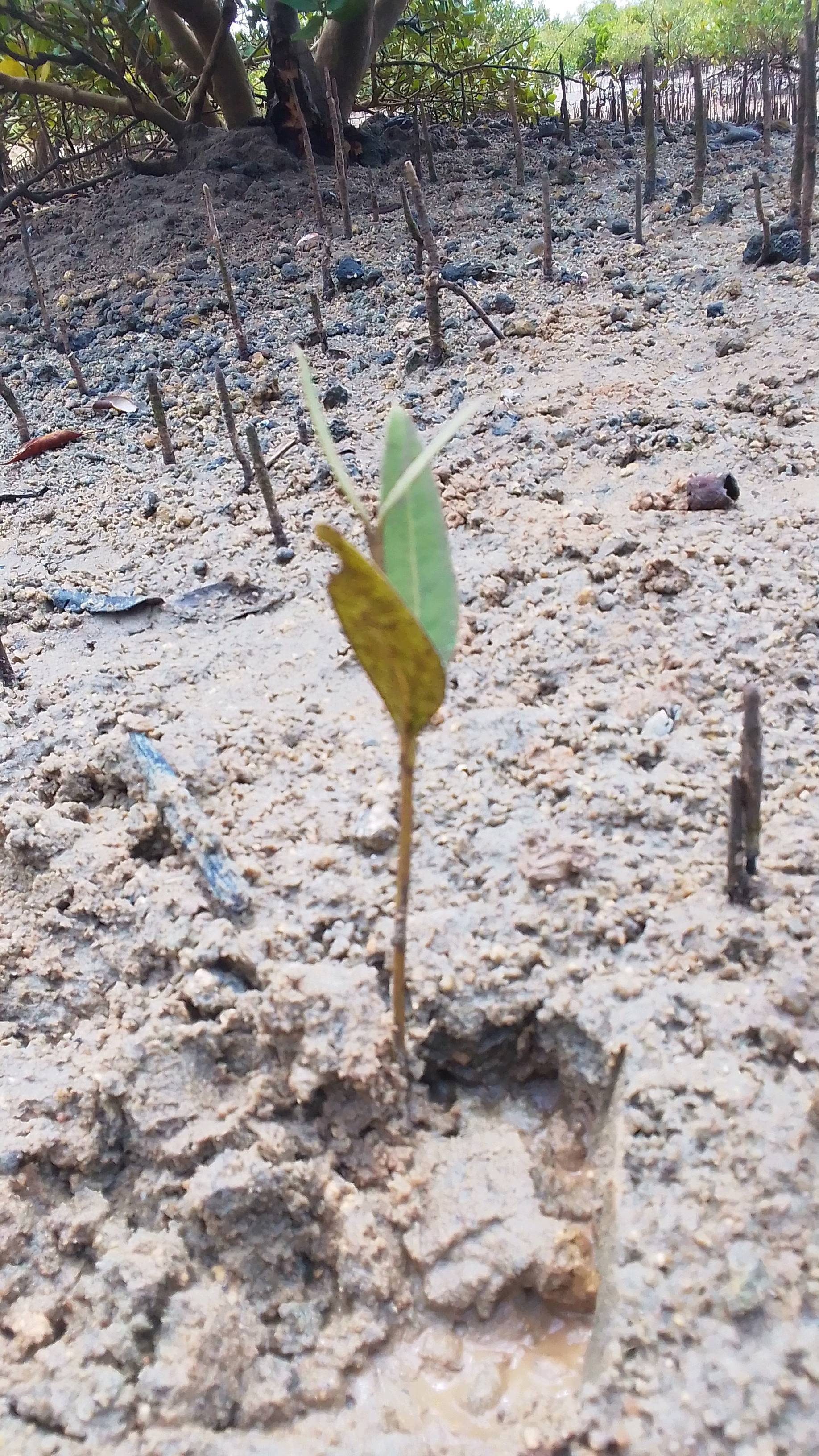 tree