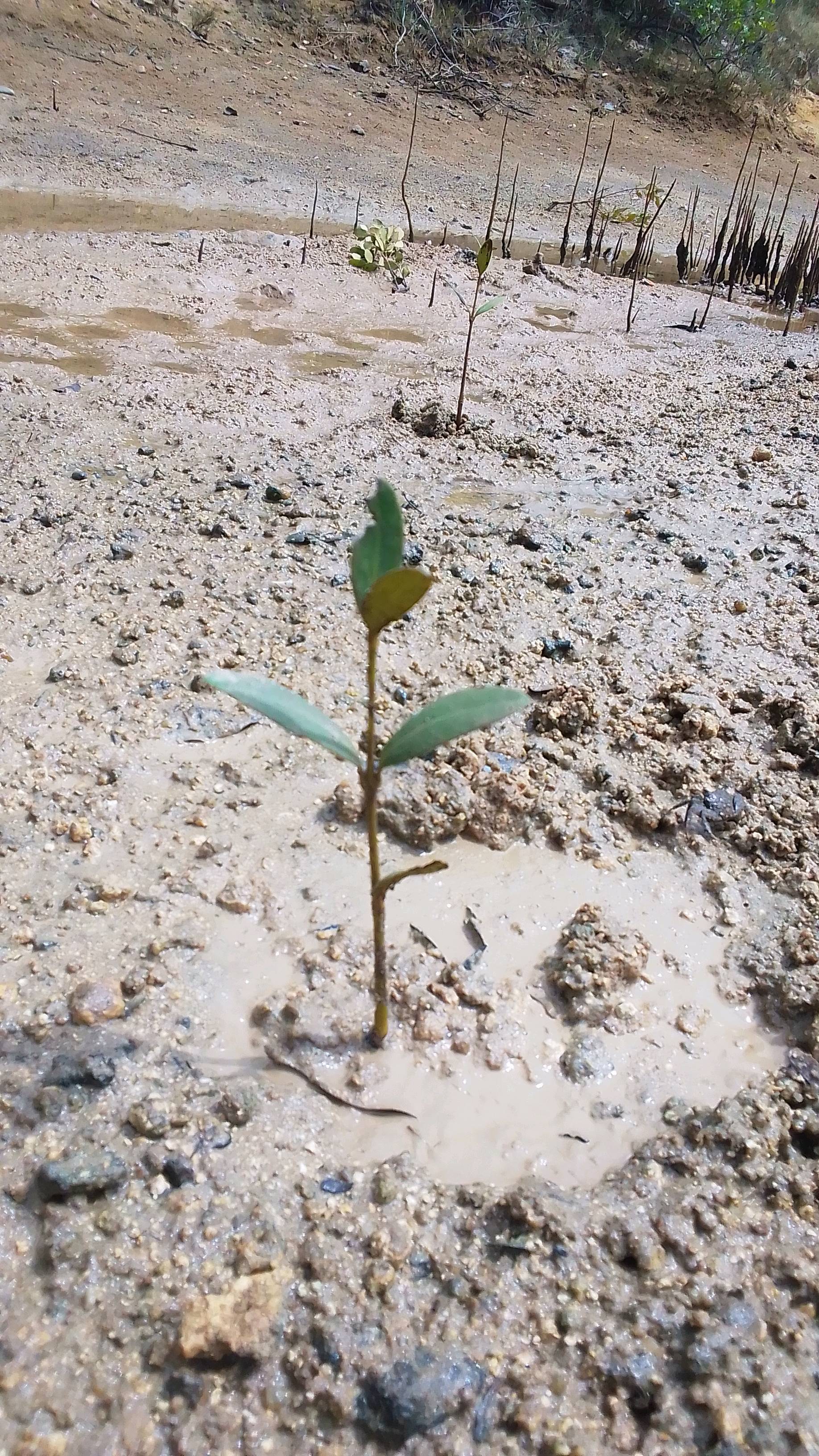 tree