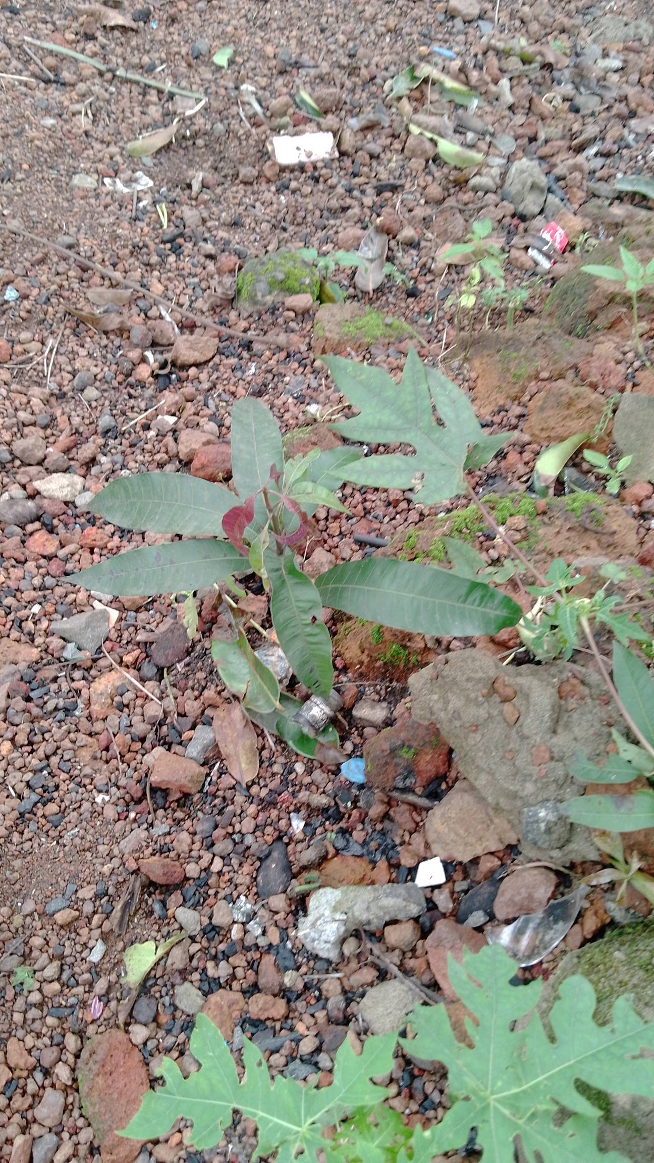 tree
