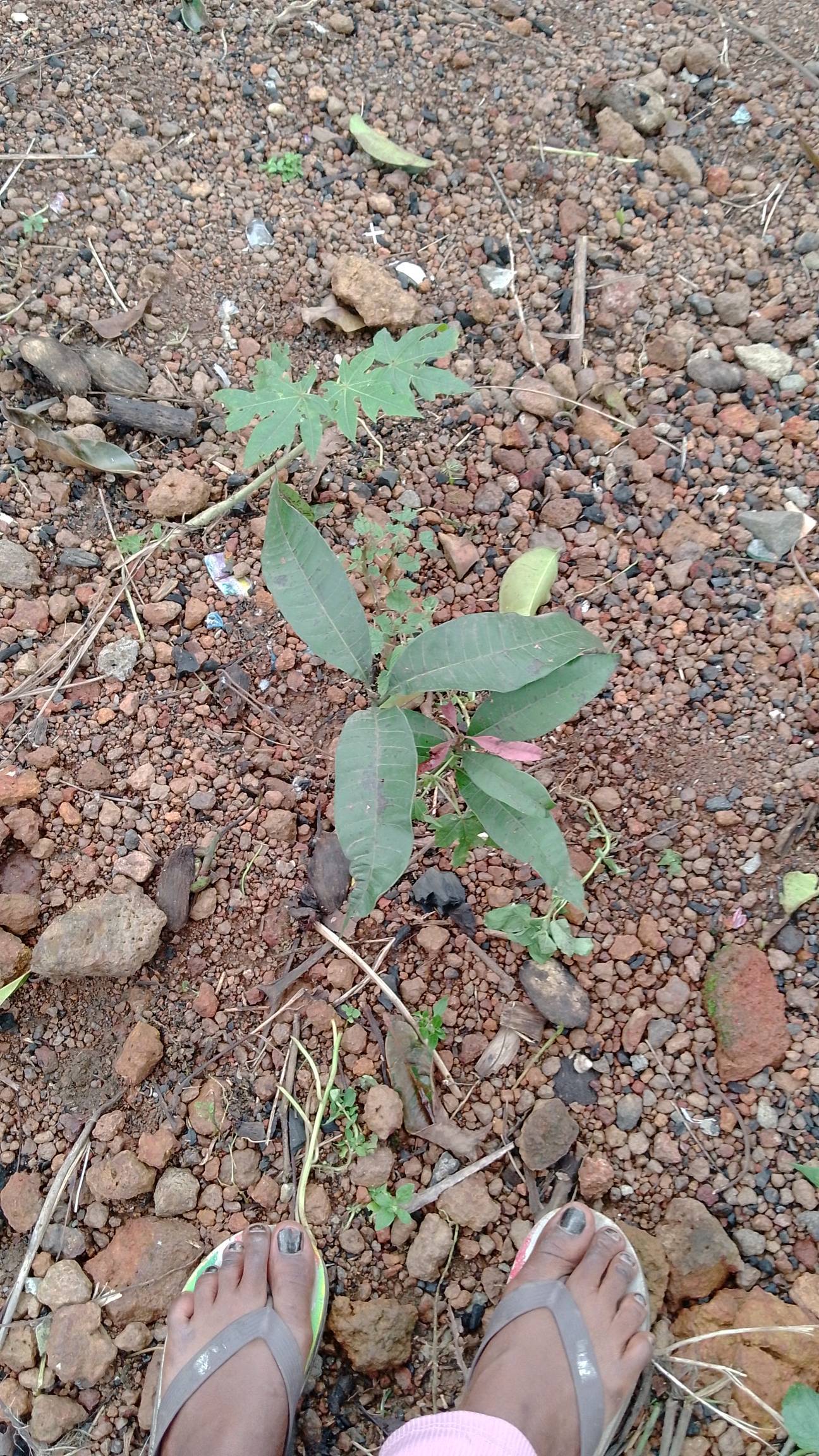 tree