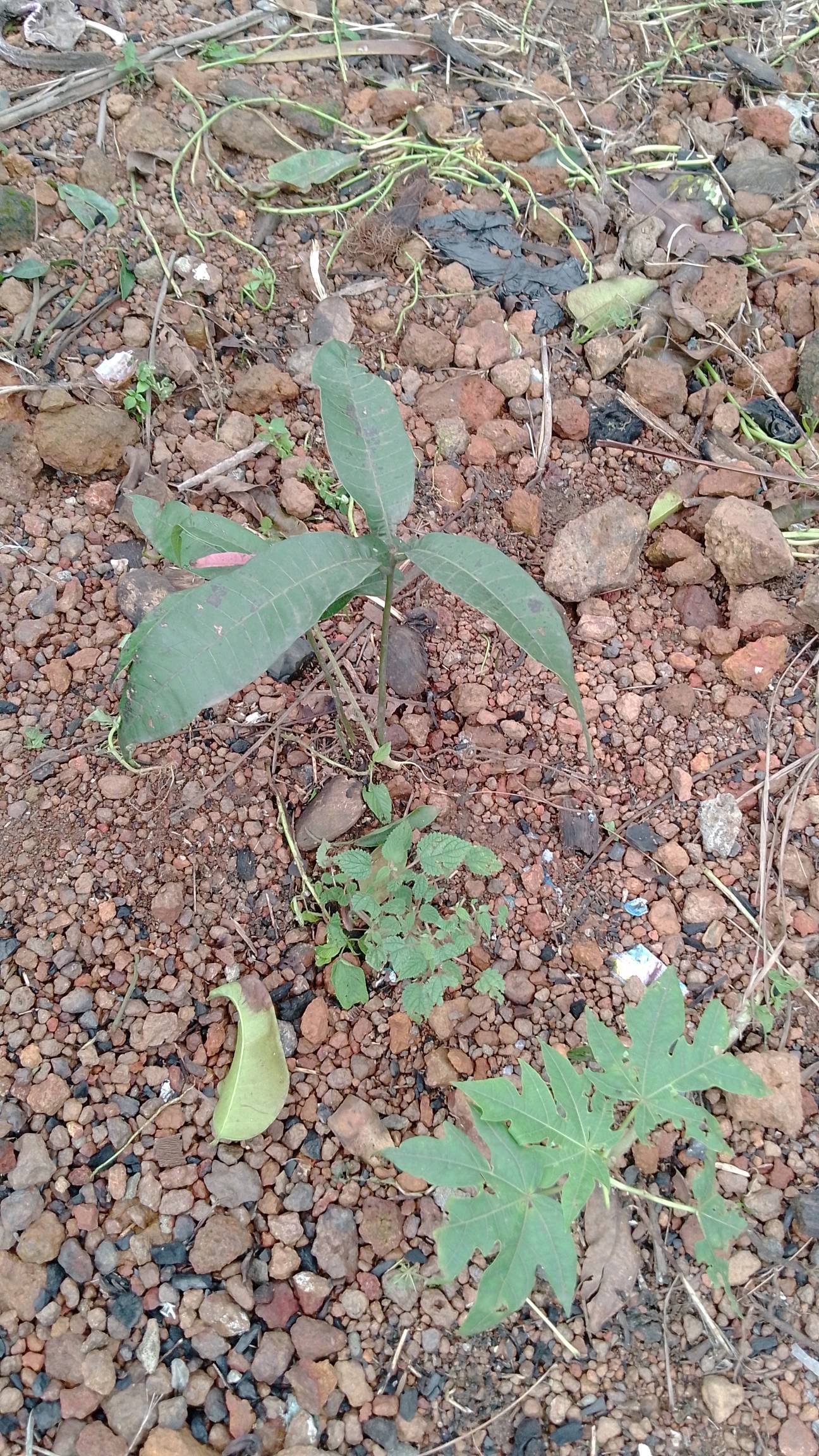 tree