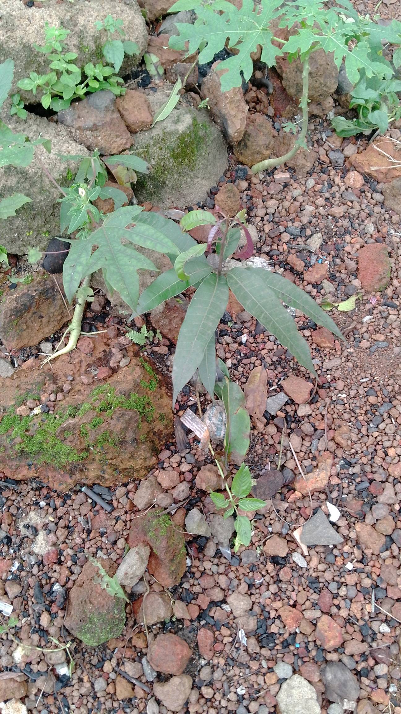 tree