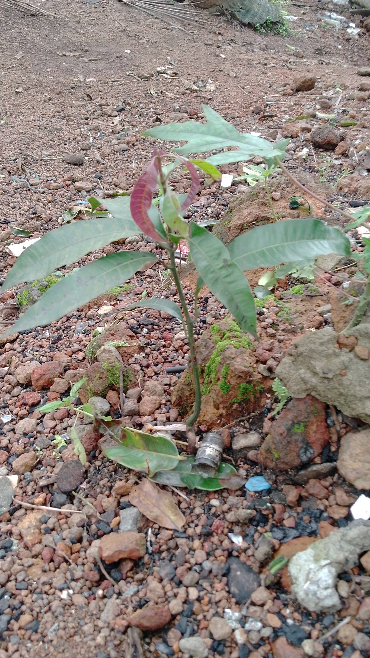 tree