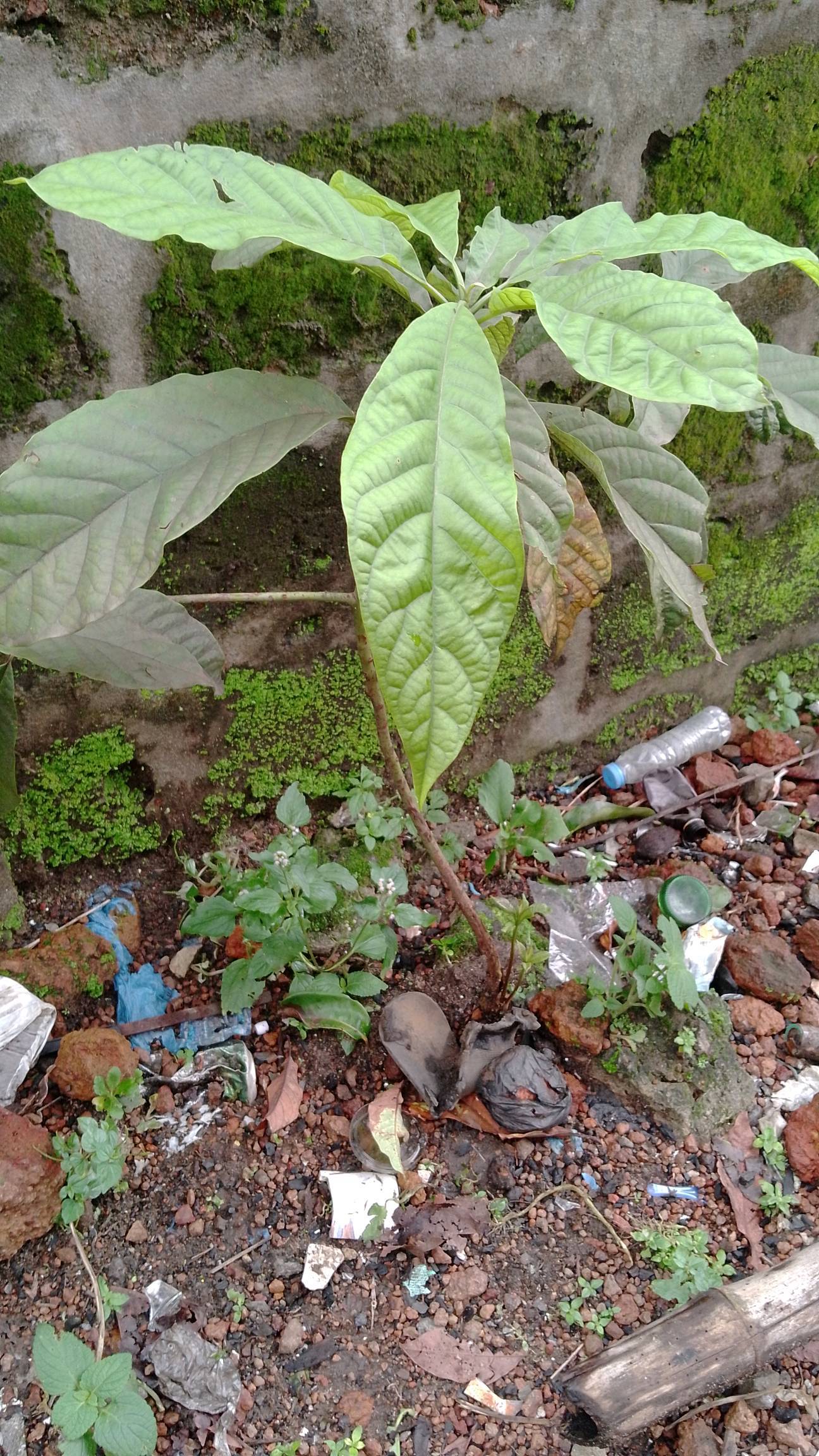 tree