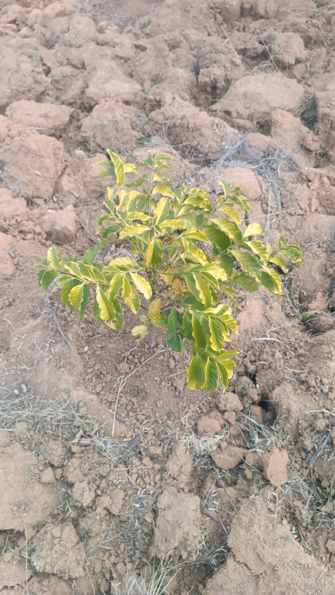 tree