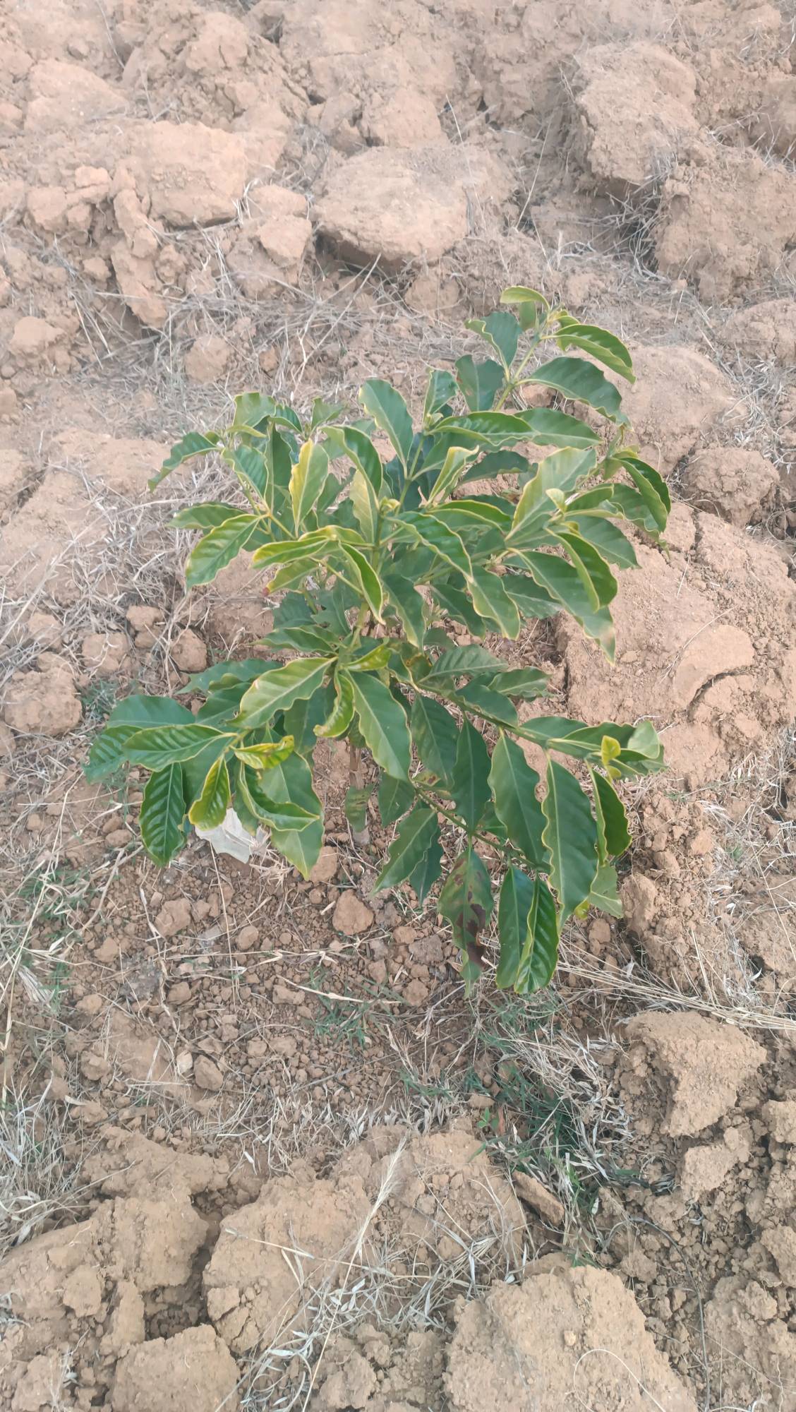 tree