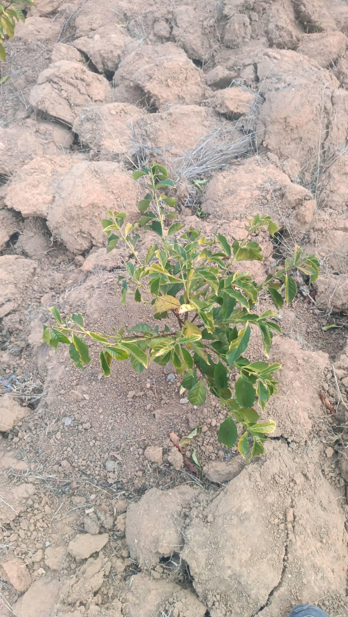 tree
