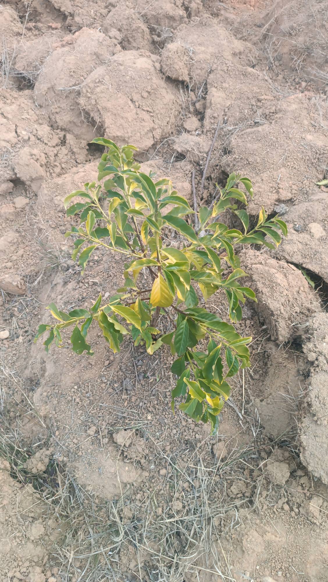 tree
