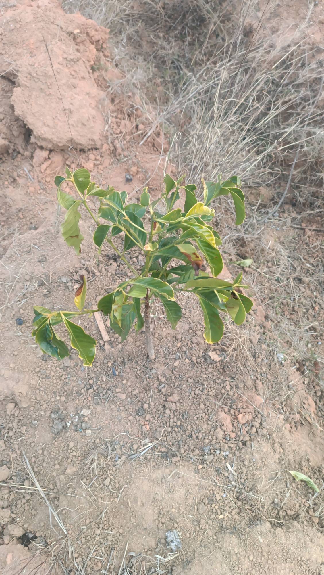 tree