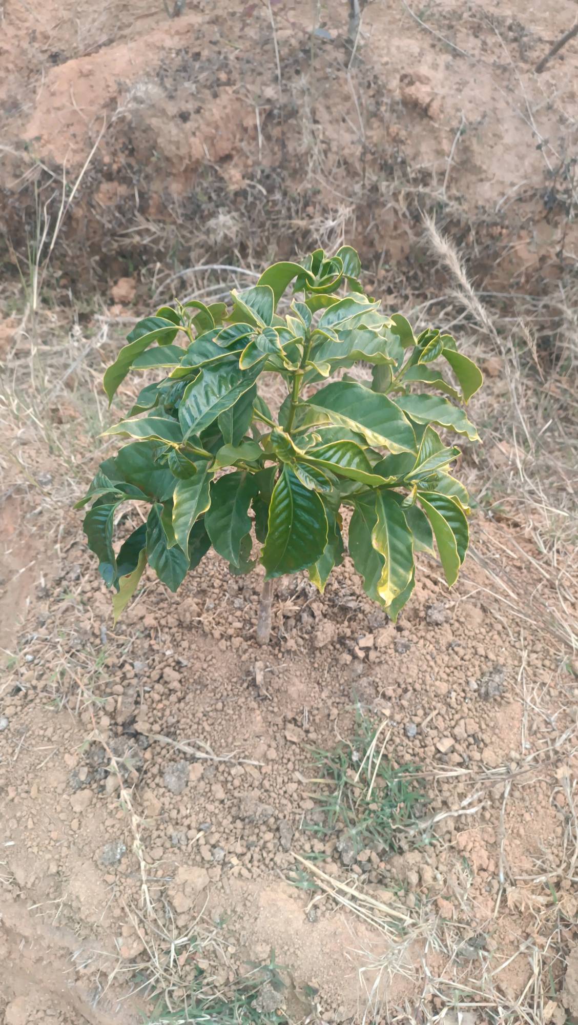 tree