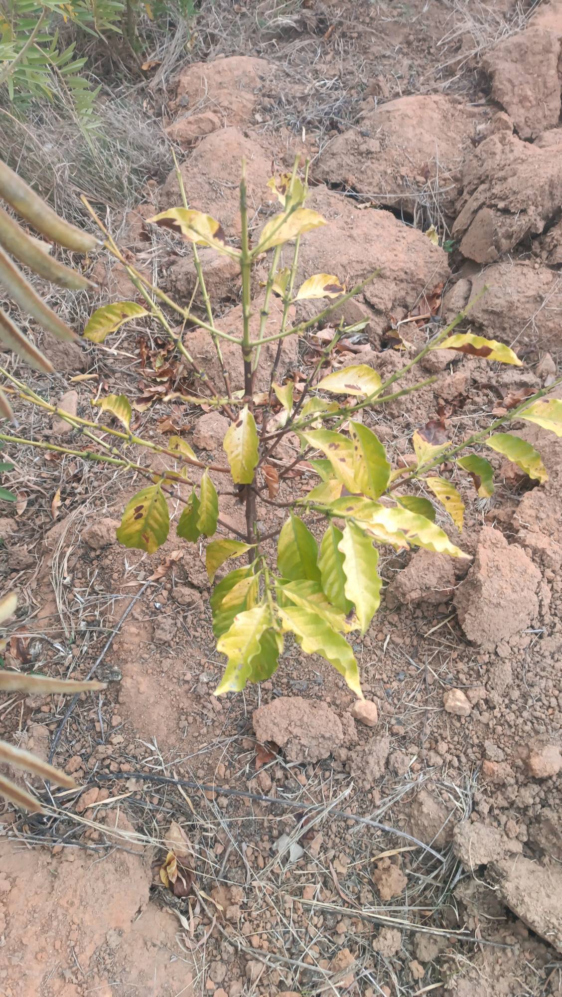 tree