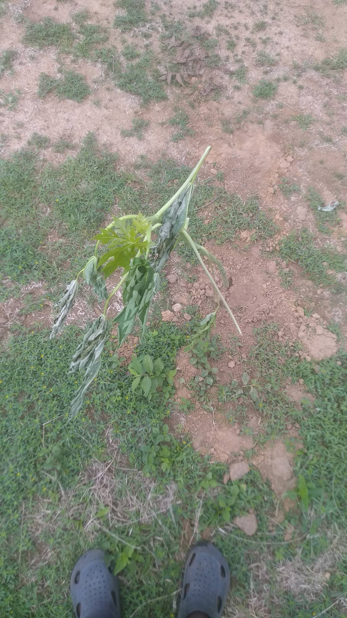 tree