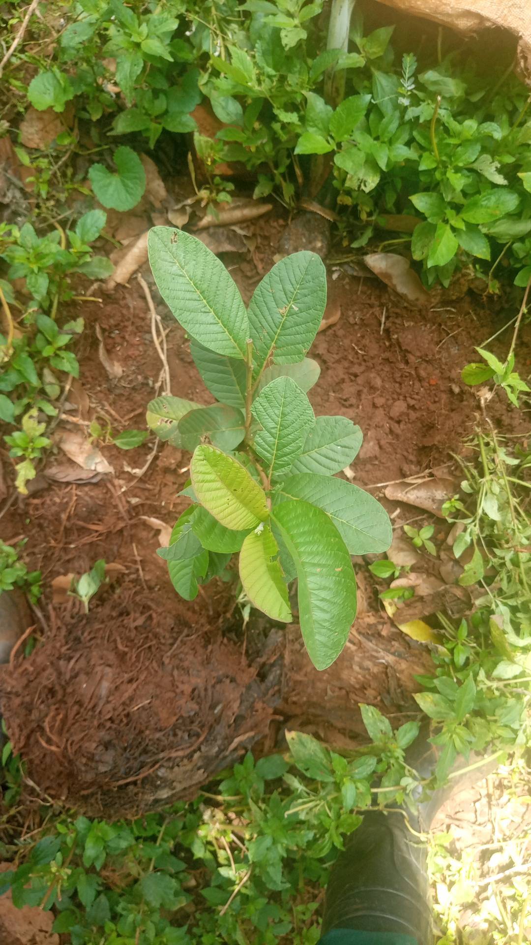 tree