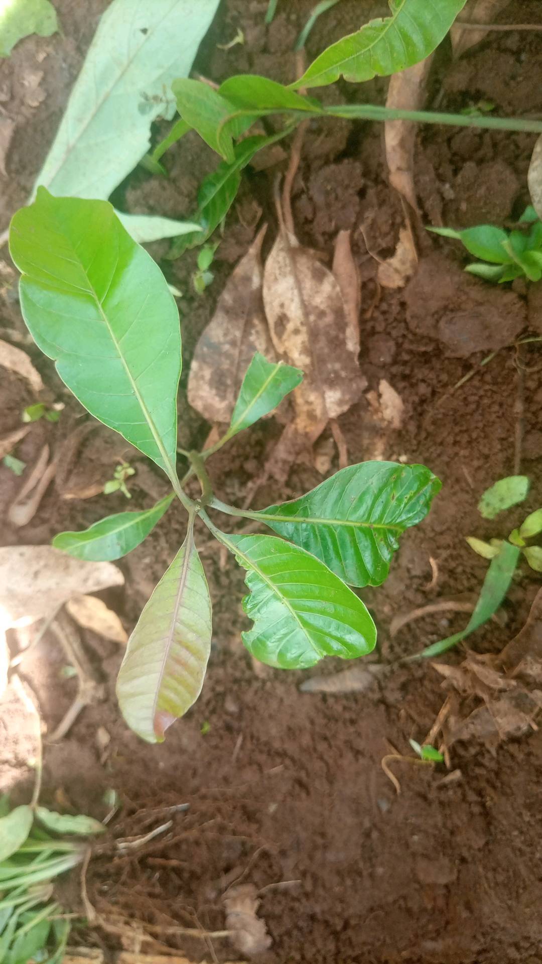 tree