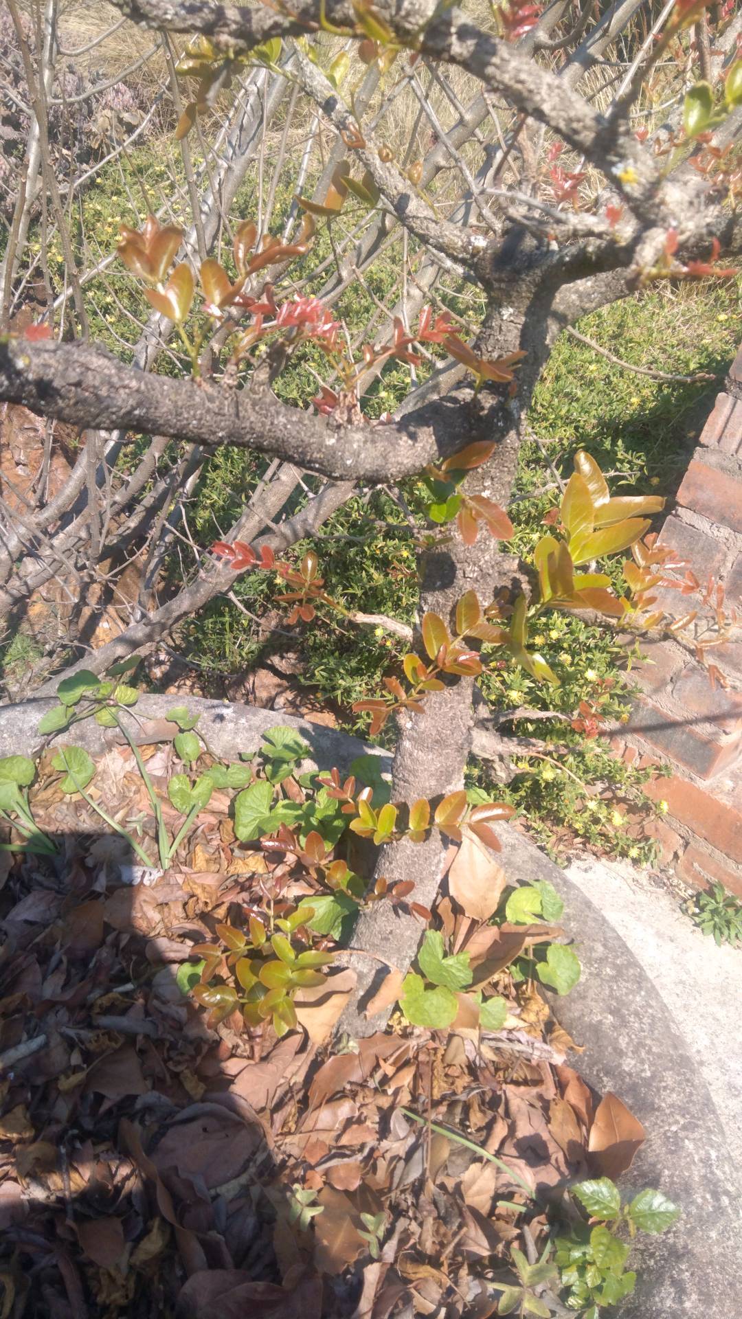 tree