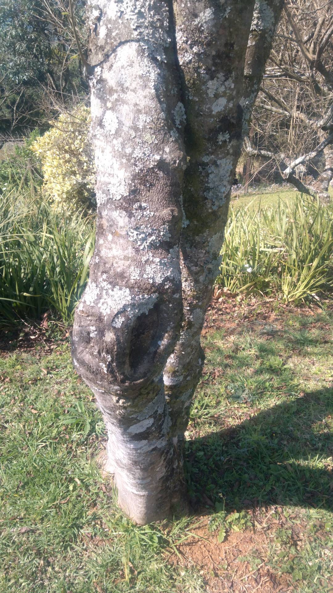 tree