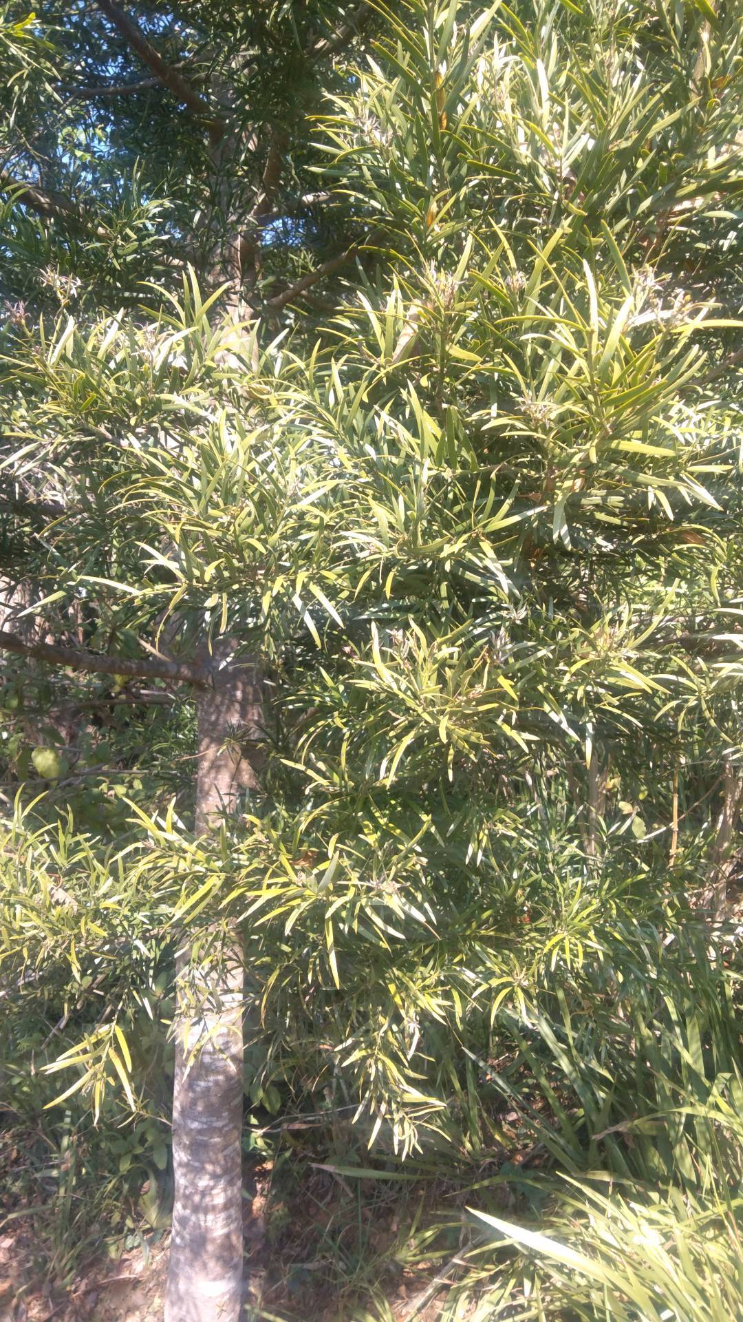 tree