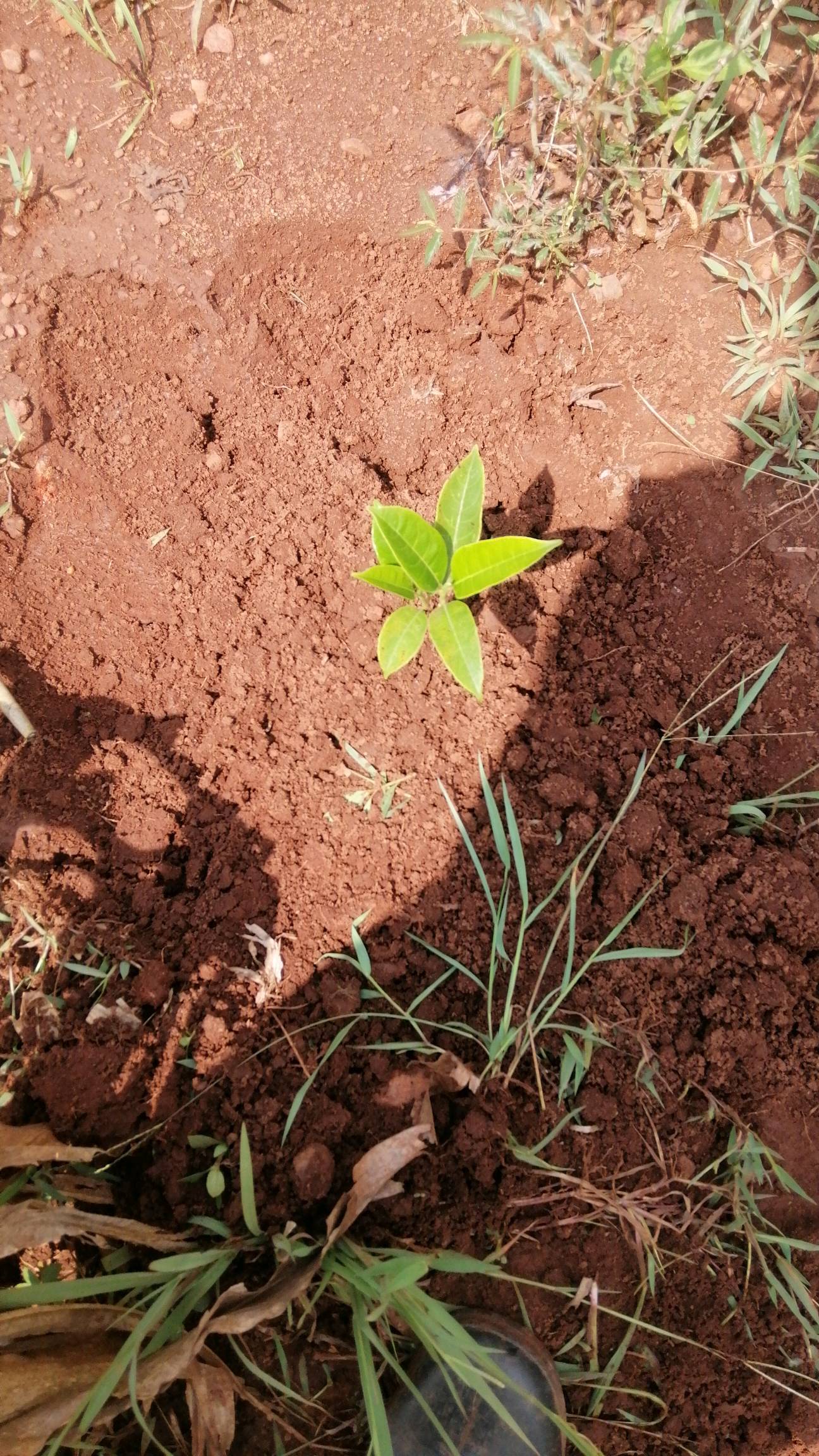 tree