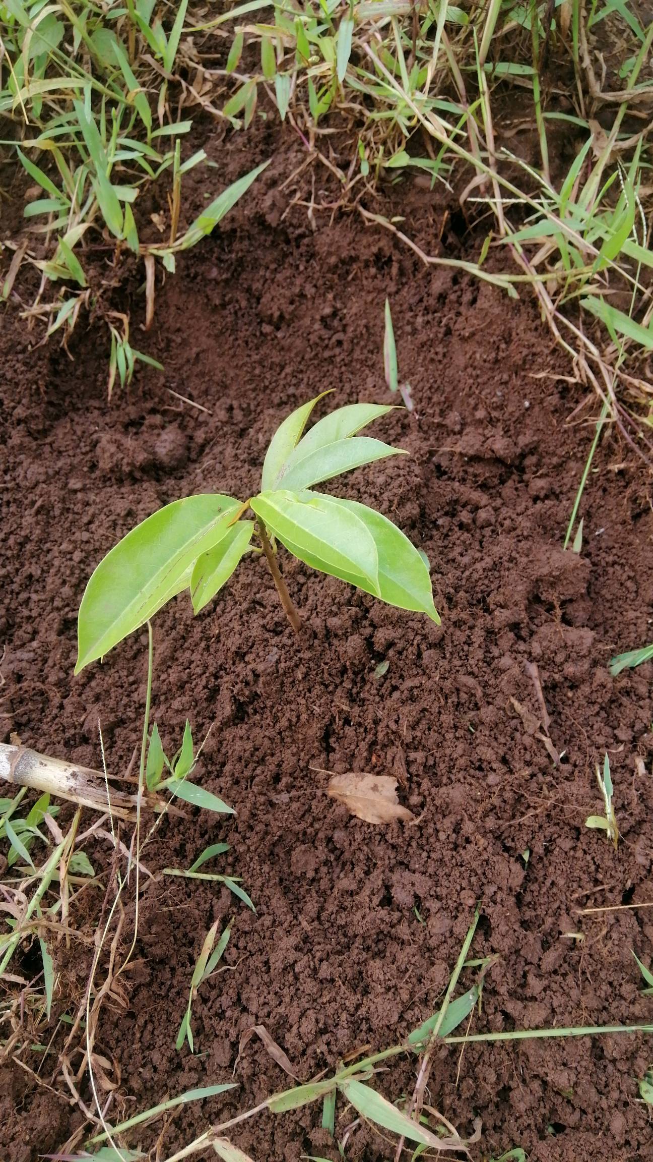 tree