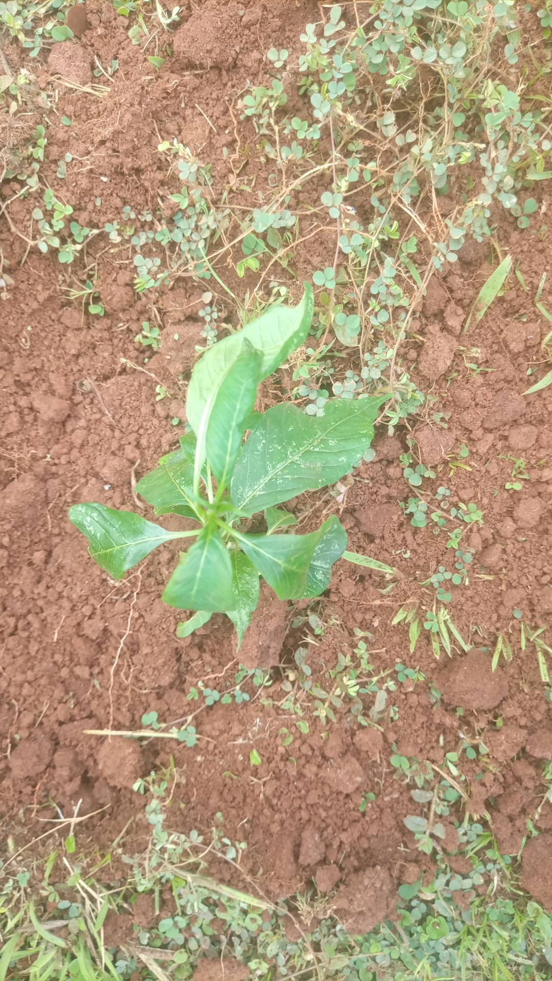 tree