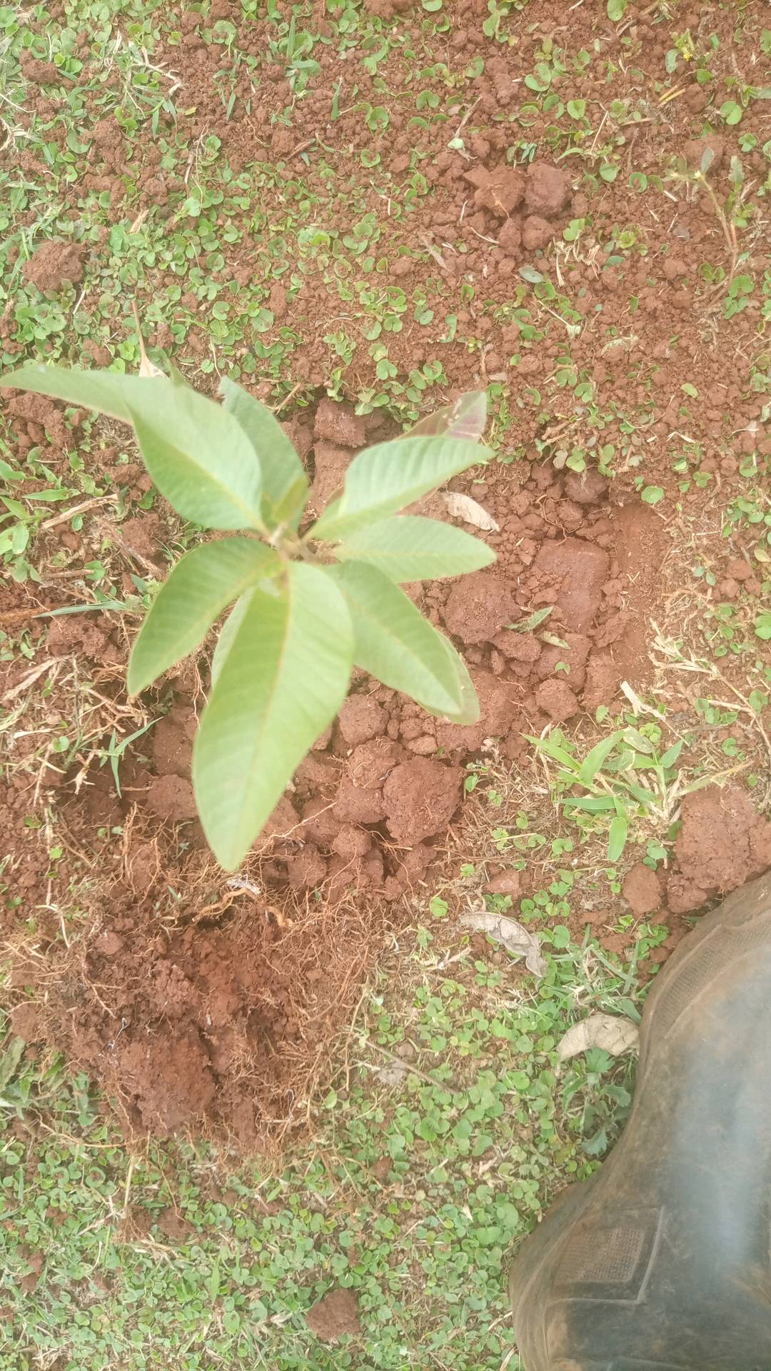 tree